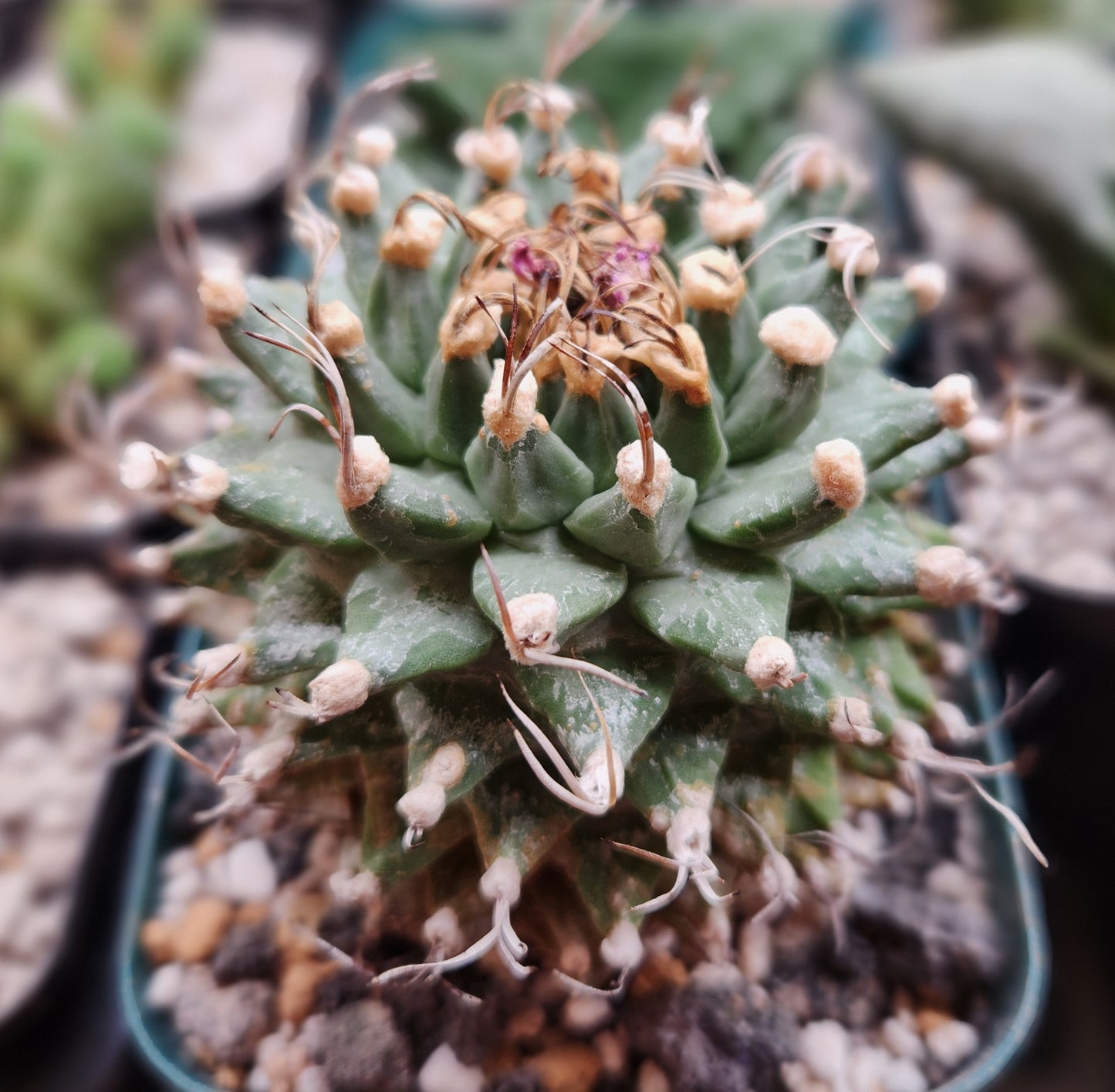 Turbinicarpus Alonsoii - XL