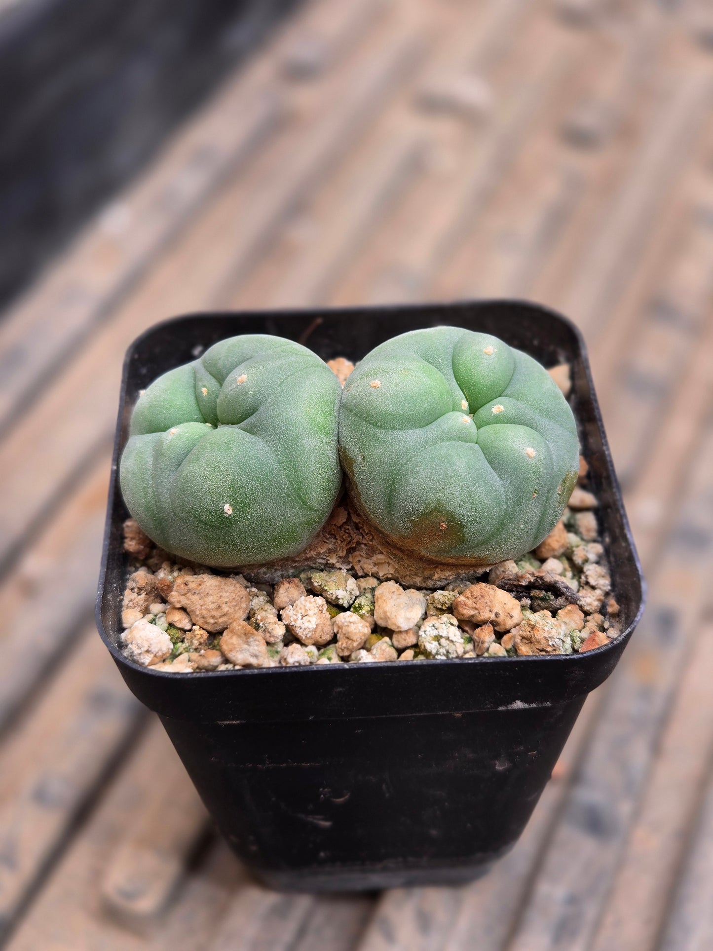 Lophophora Fricii - Double Head