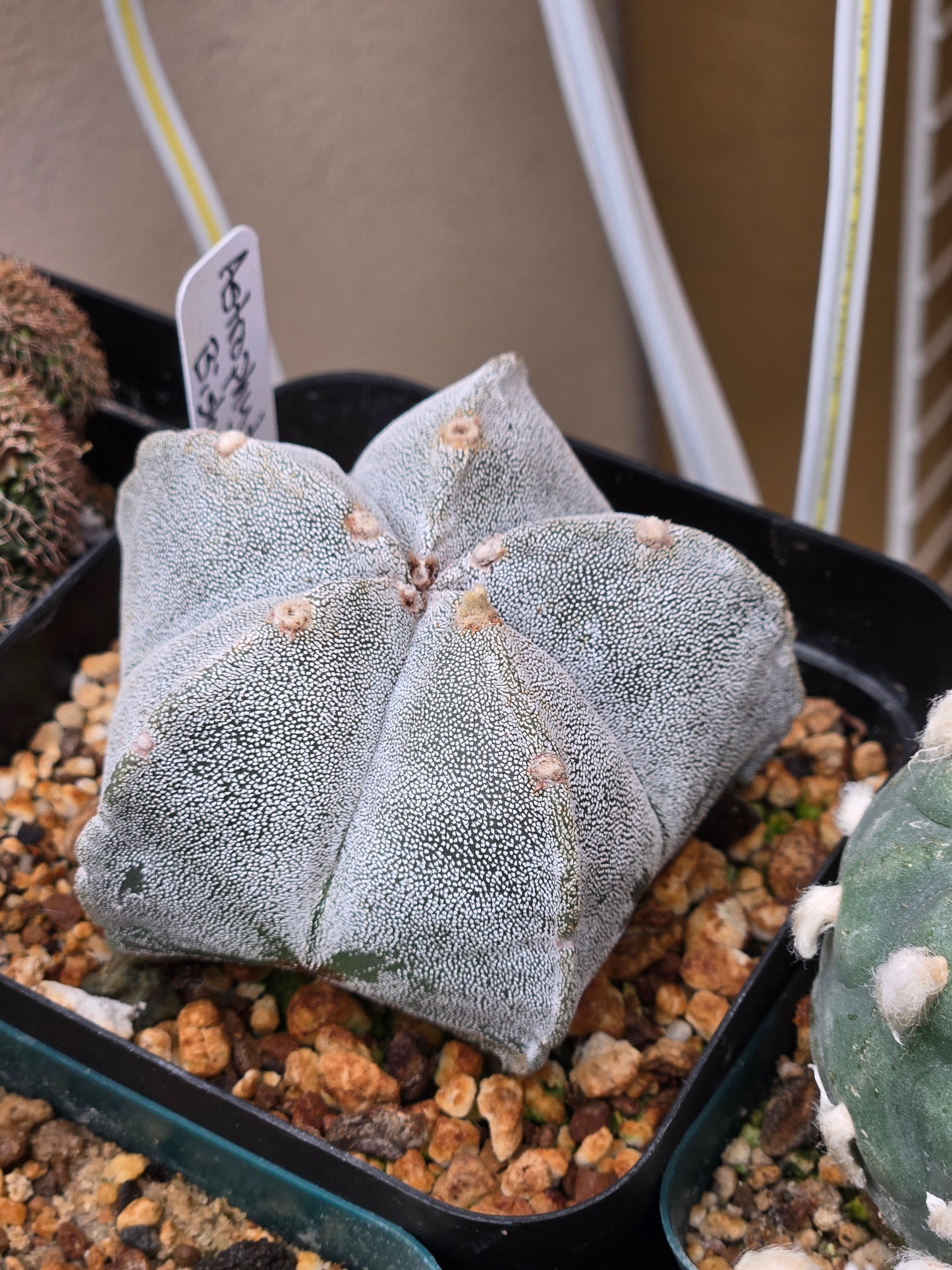 Astrophytum Myriostigma "Bishops Cap" - Large