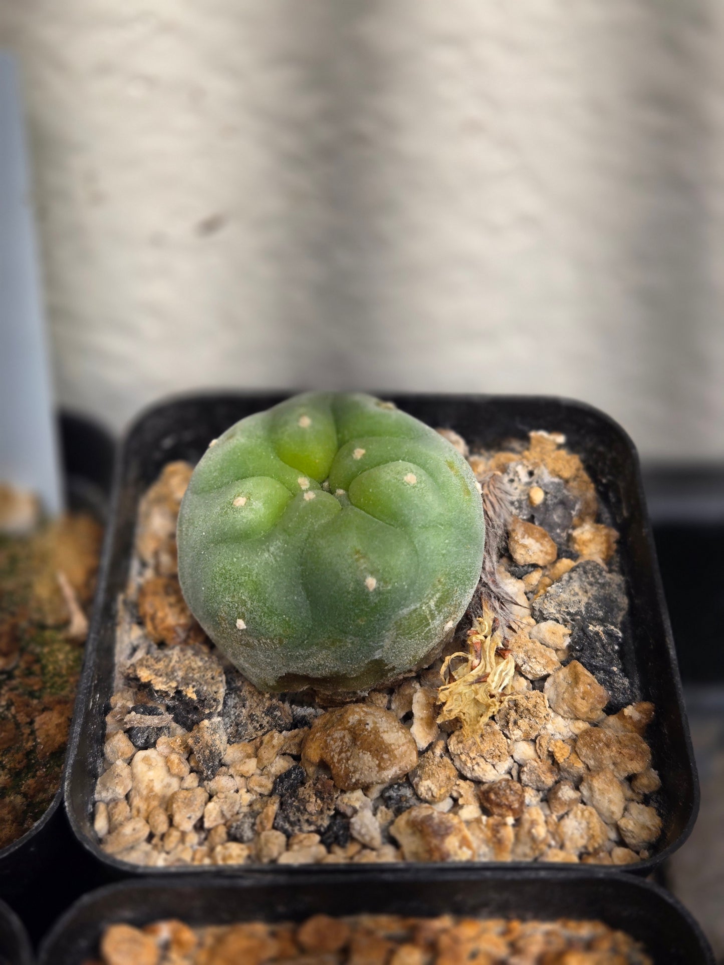 Lophophora Diffusa - Small