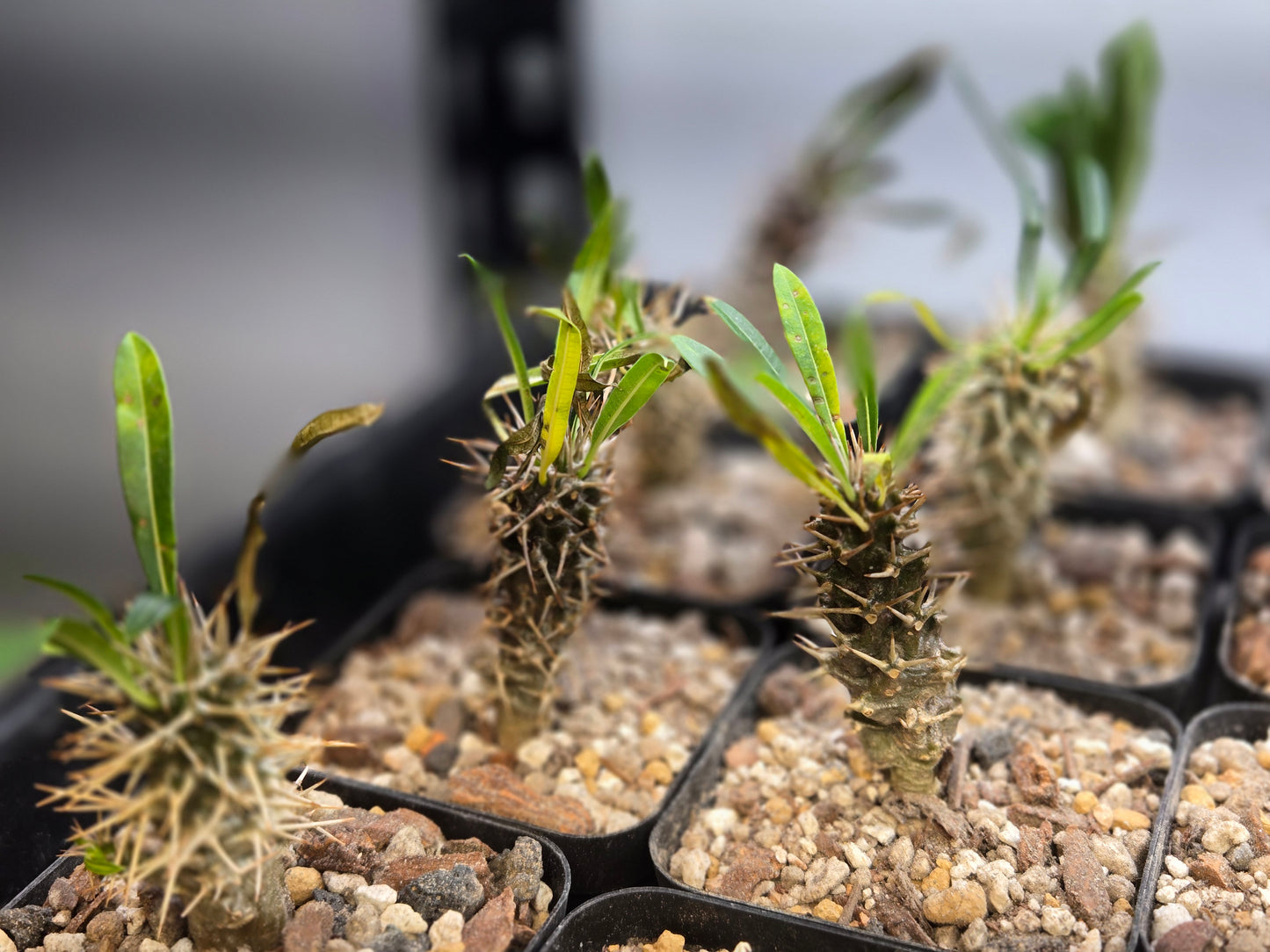 Pachypodium Gaeyi - Small