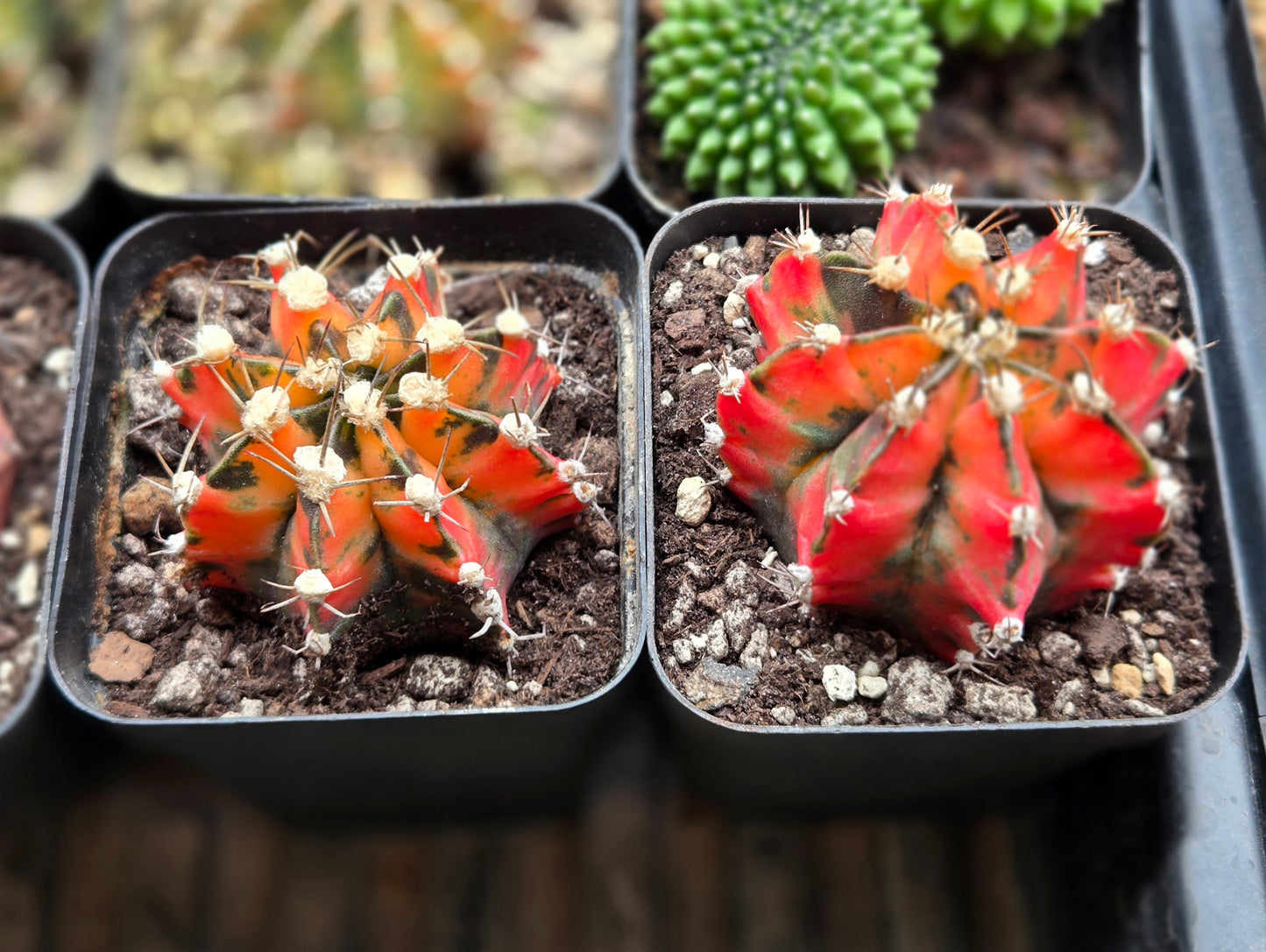 Premium Variegated Gymnocalcyium Mihanovichii Hybrid - Sunburst
