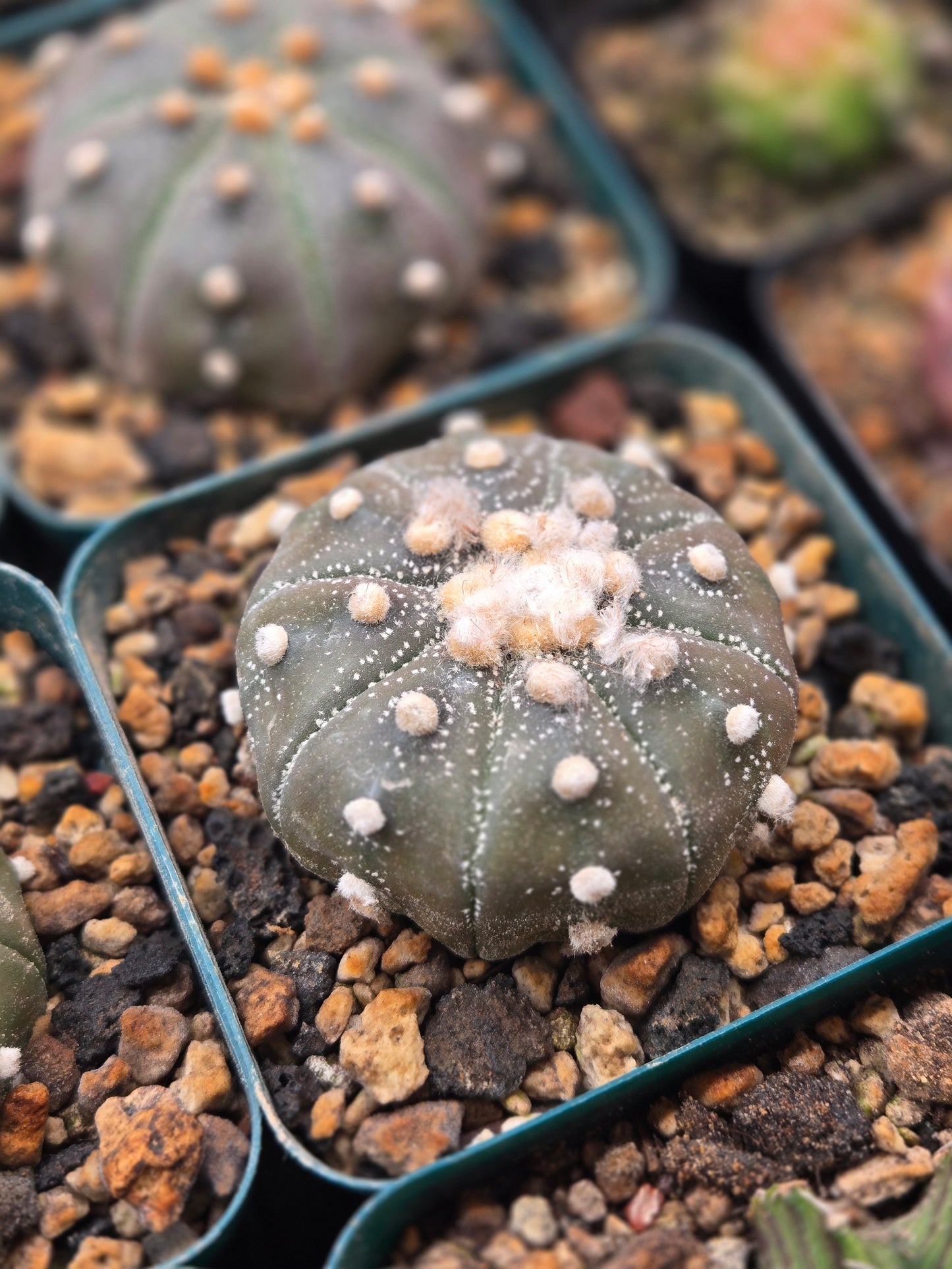 Astrophytum Asterias - 2.25"+