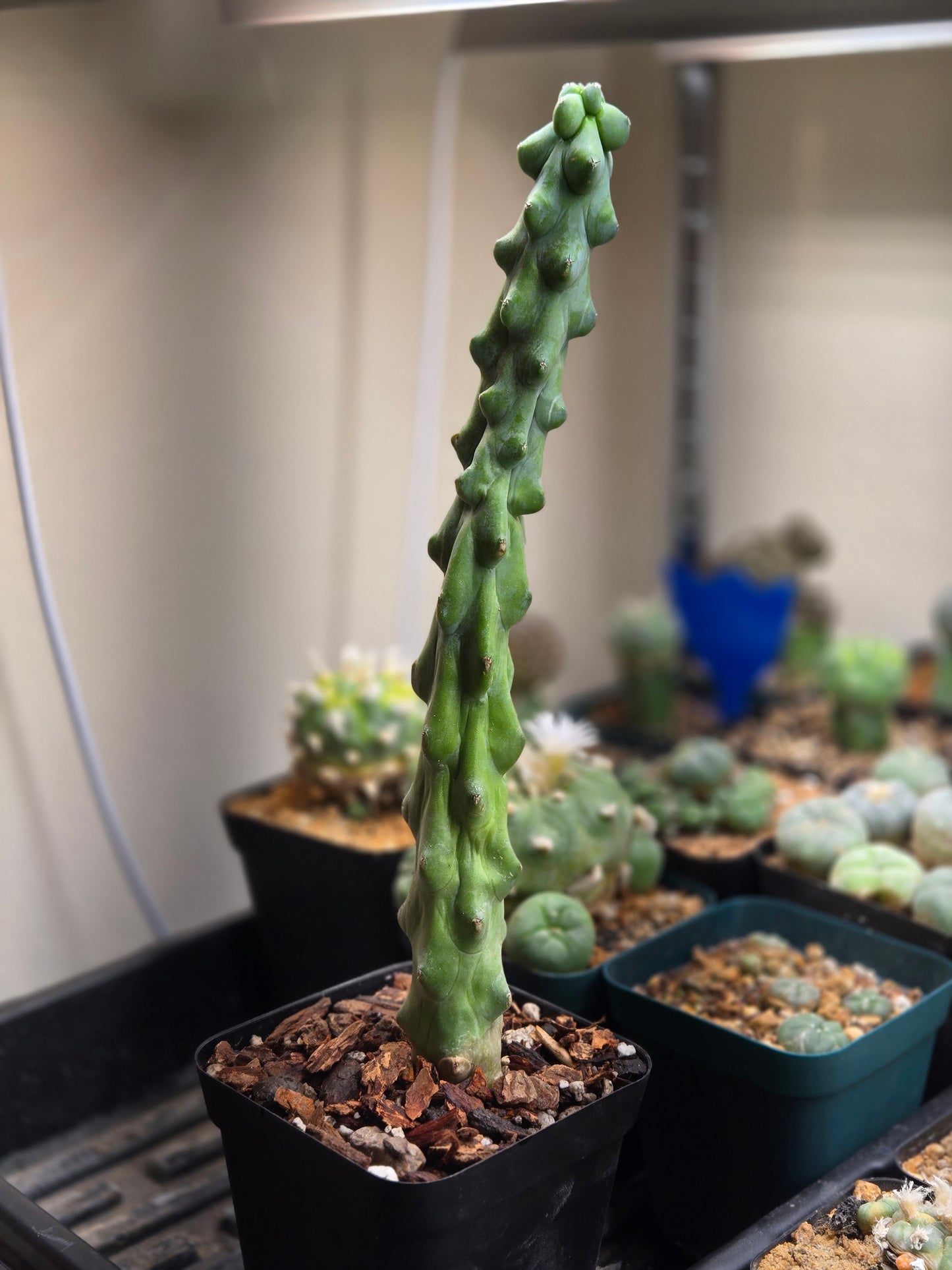 Boobie Cactus -Myrtillocactus geometrizans fukurokuryu