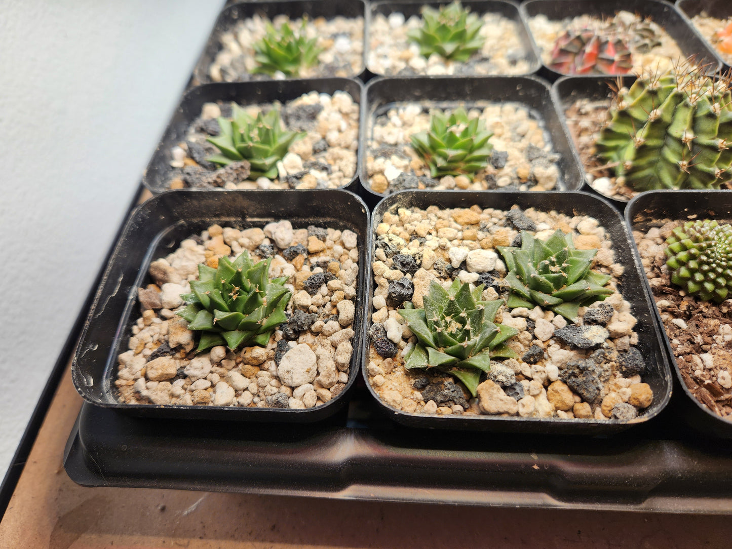 Obregonia Denegrii - Small