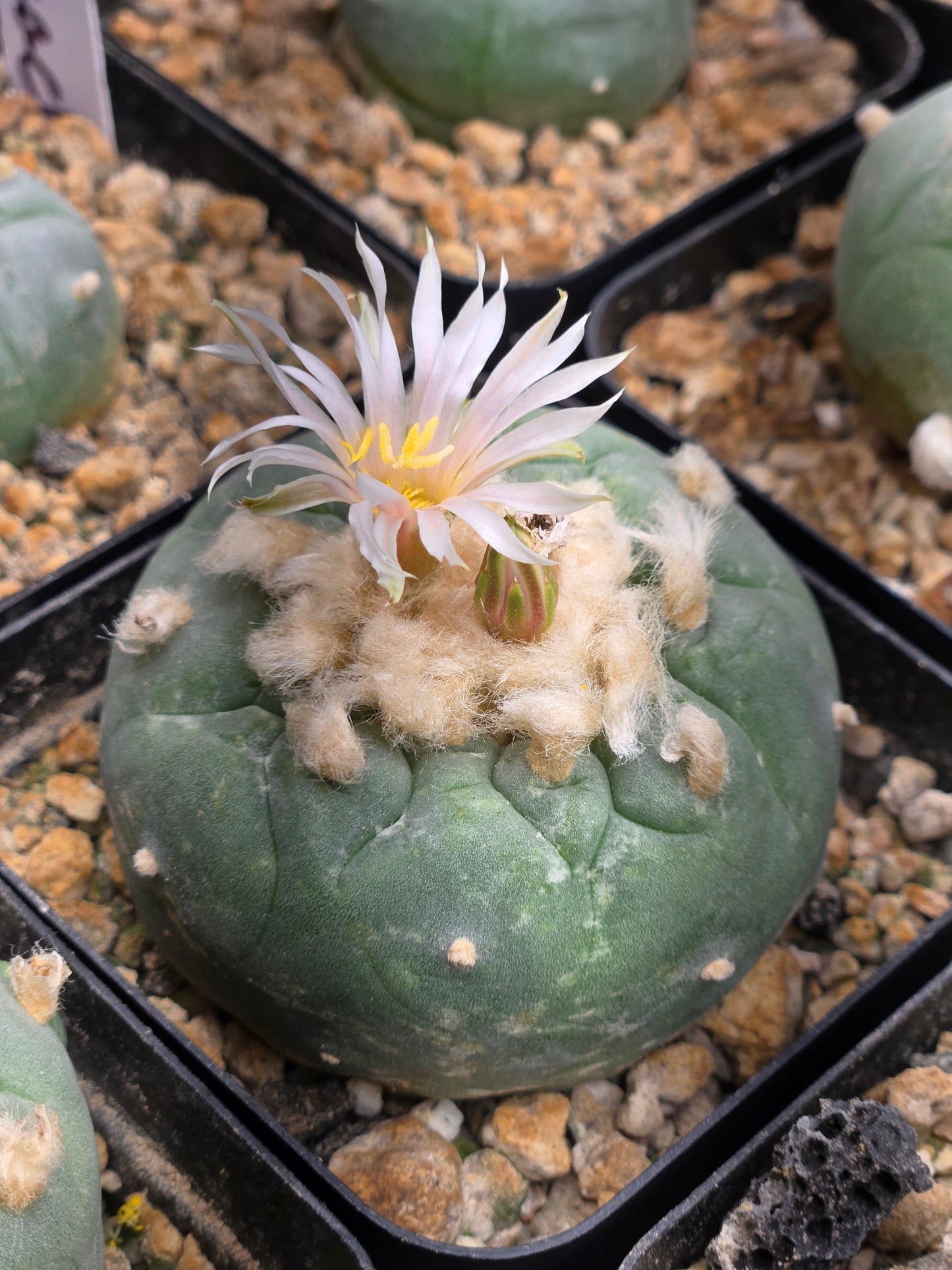 Lophophora Fricii -(small split)