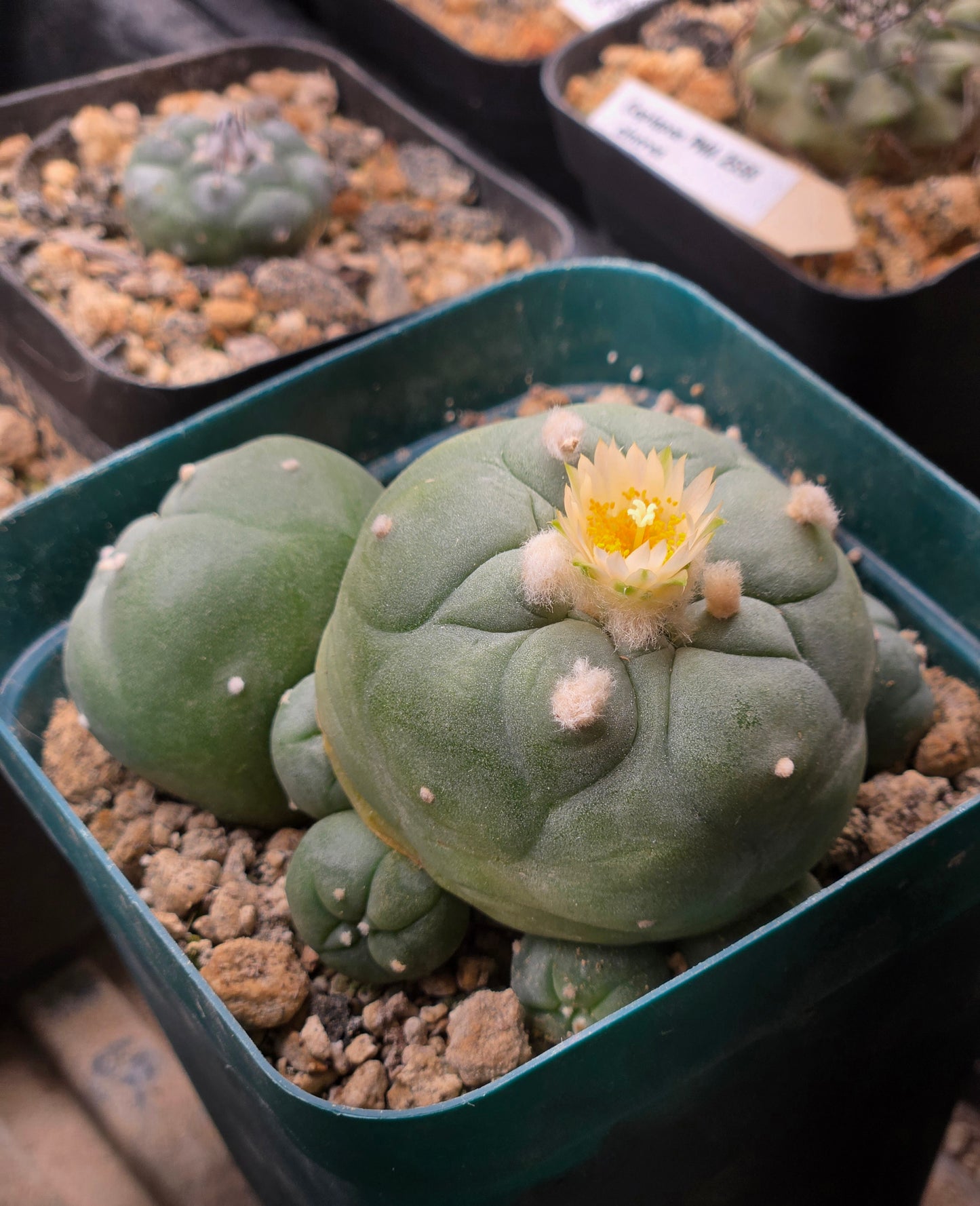 Lophophora Diffusa - Large 3.5" cluster