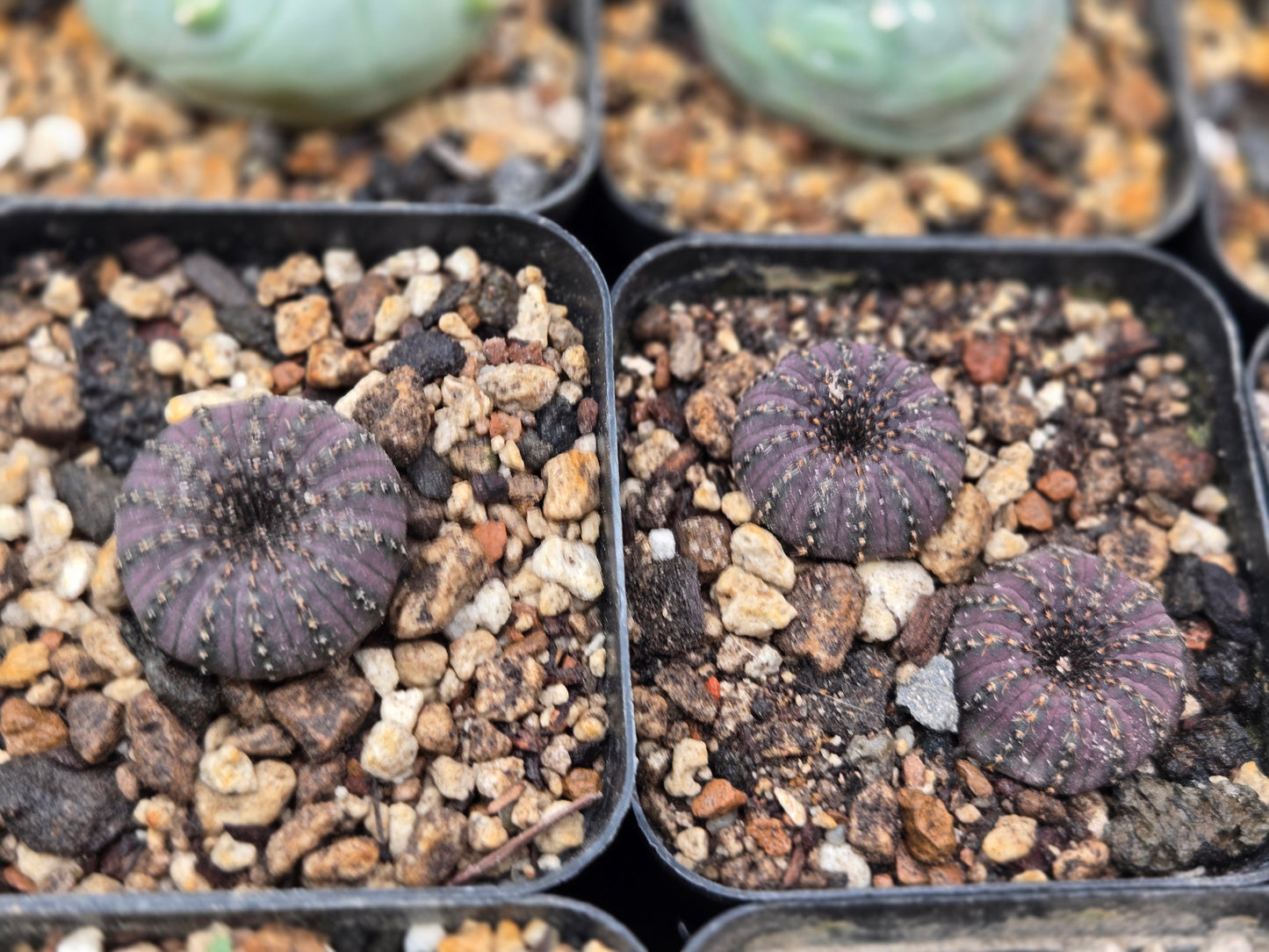 Frailea Costanea
