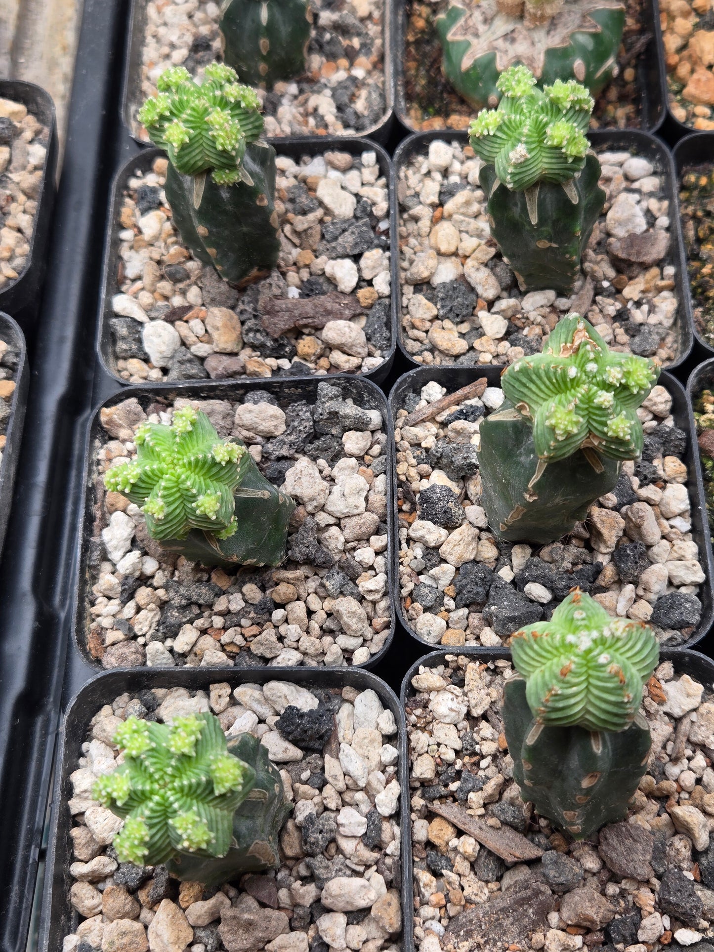 Aztekium Valdezzi - Graft