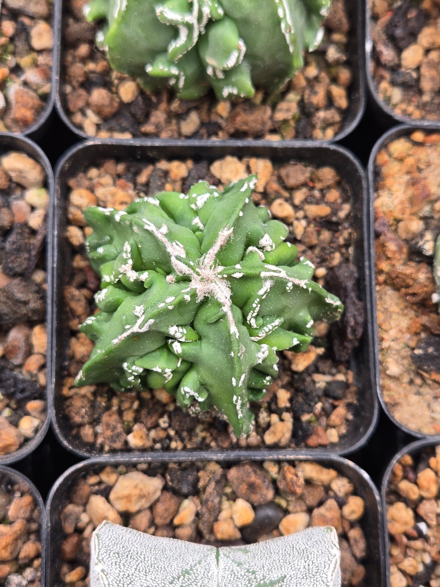 Astrophytum Myriostigma cv Fukuryu