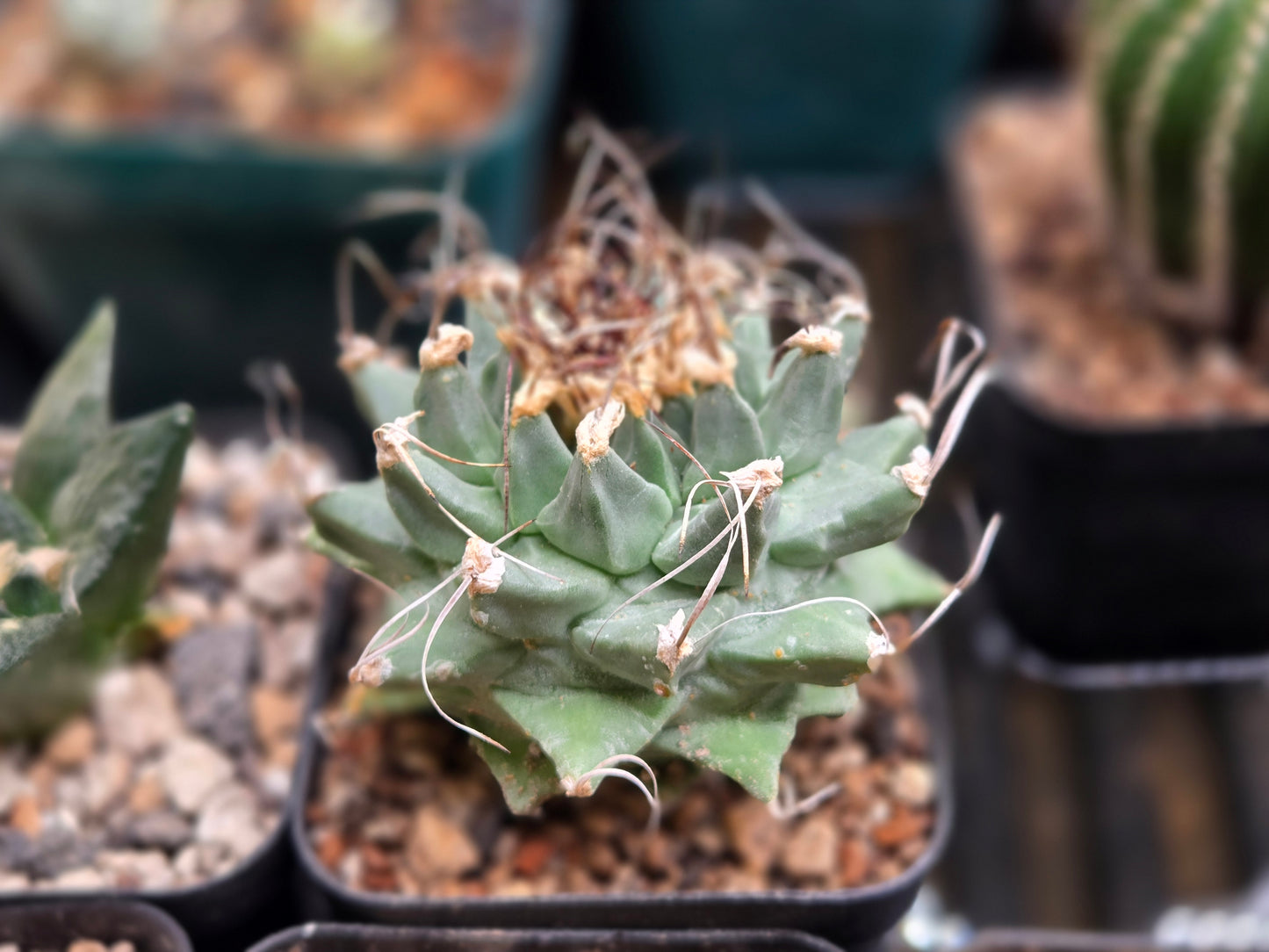 Turbinicarpus Alonsoii