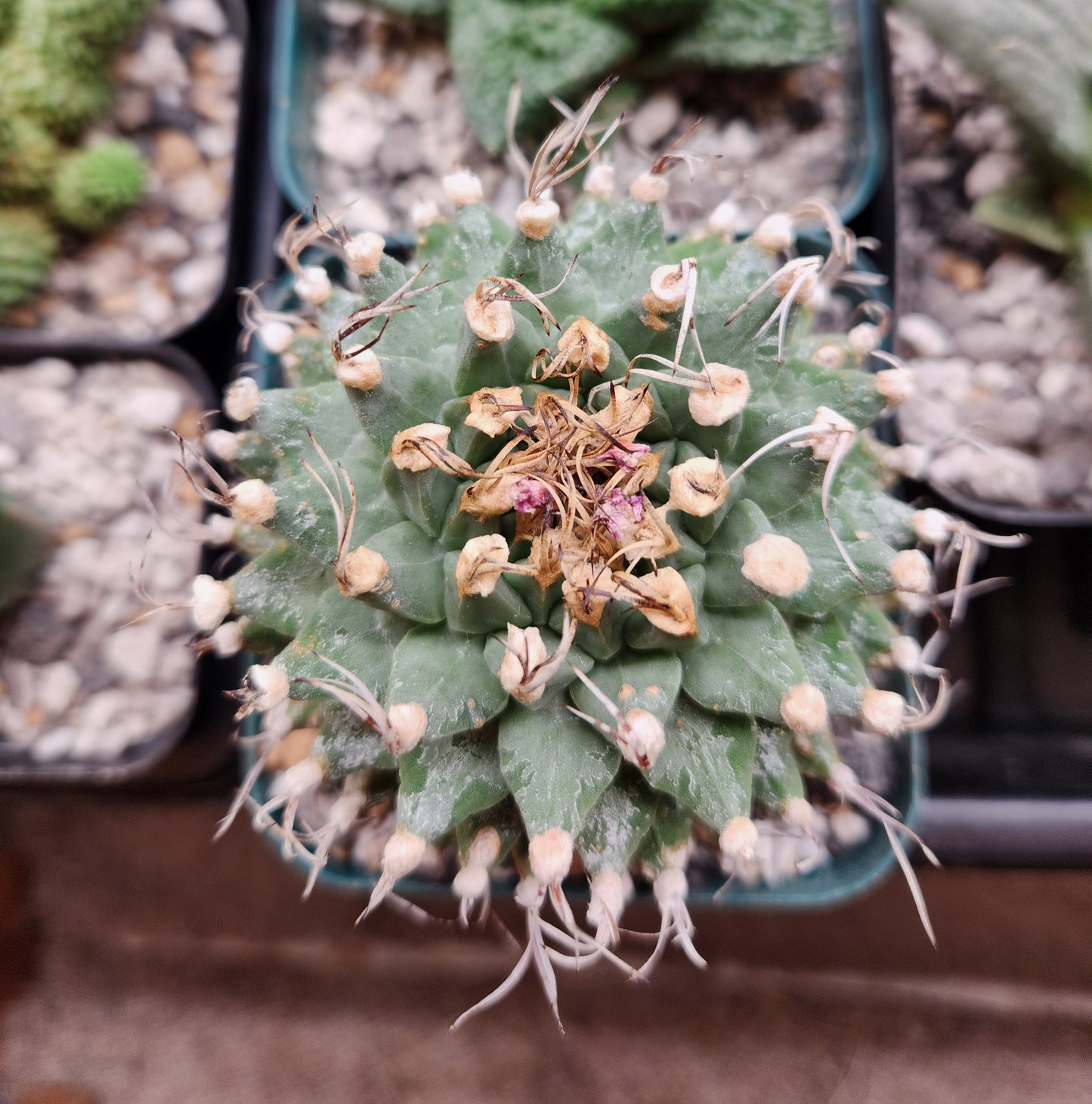 Turbinicarpus Alonsoii - XL