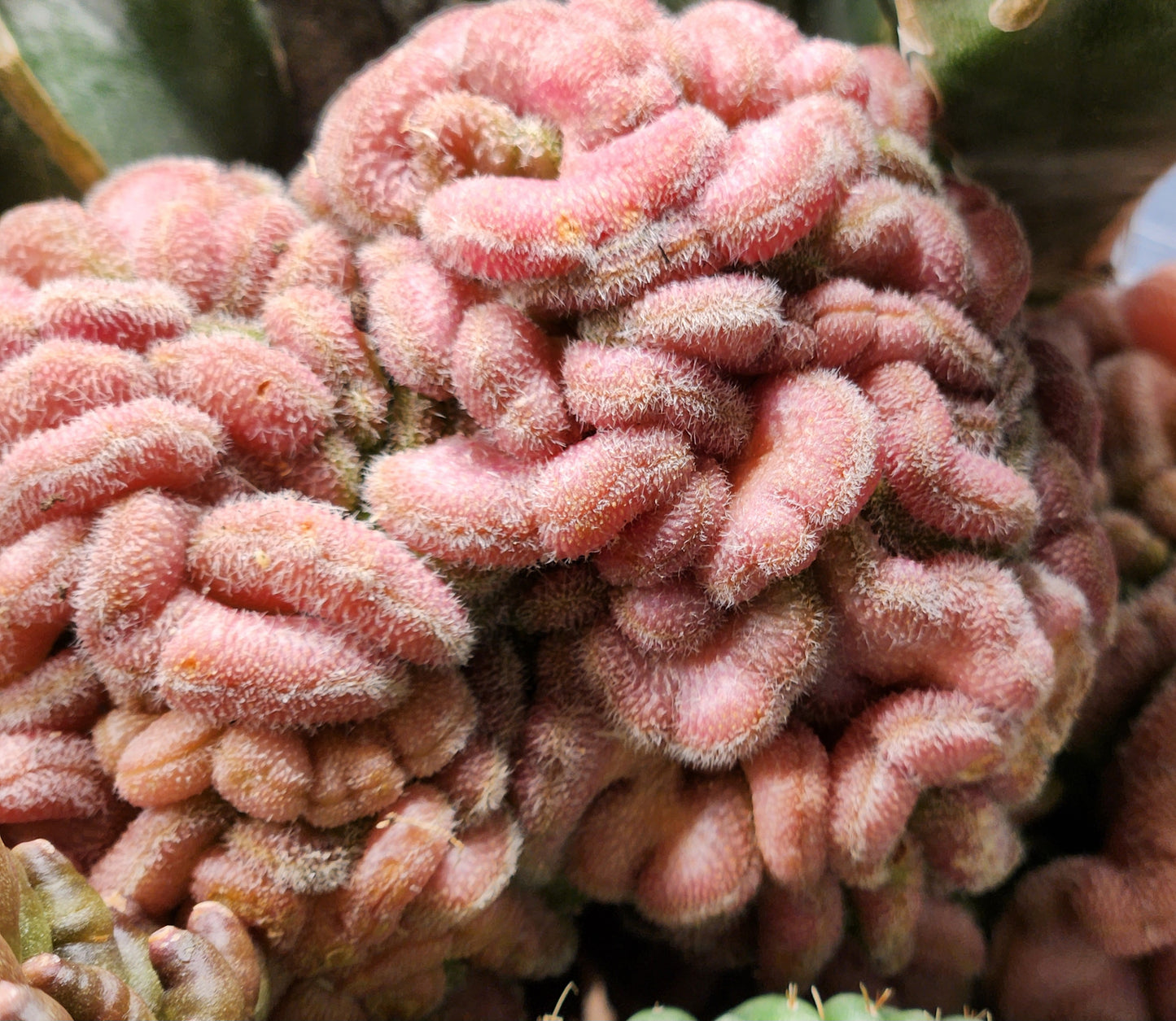 Mammilaria Compressa - Yokan crest Great purple