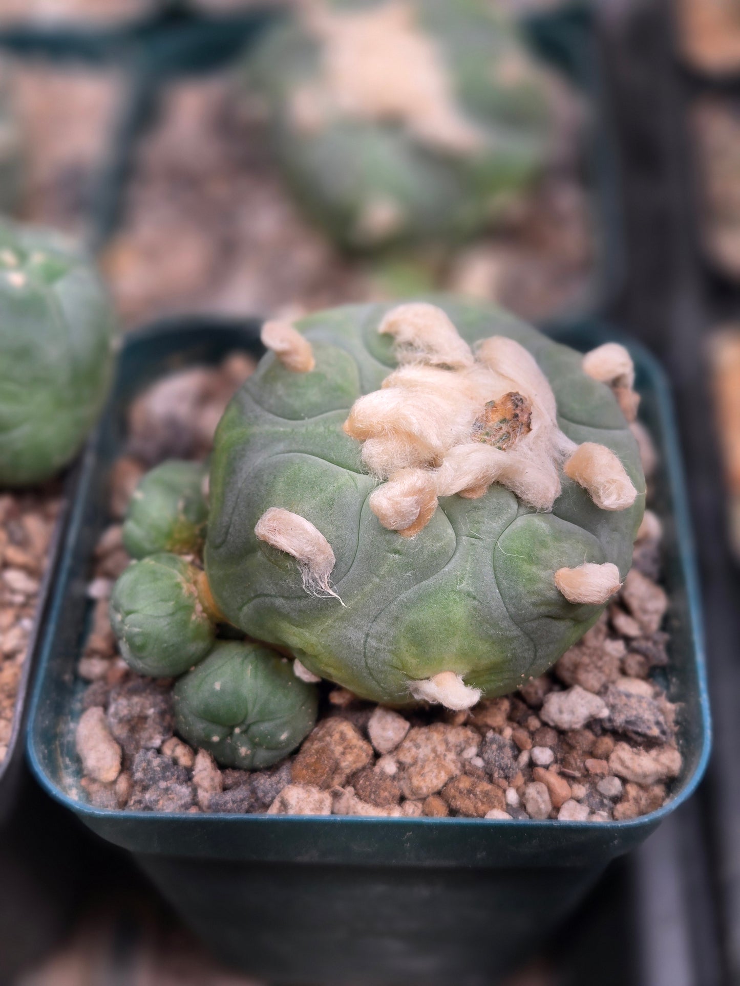 Lophophora Koehressi- XL