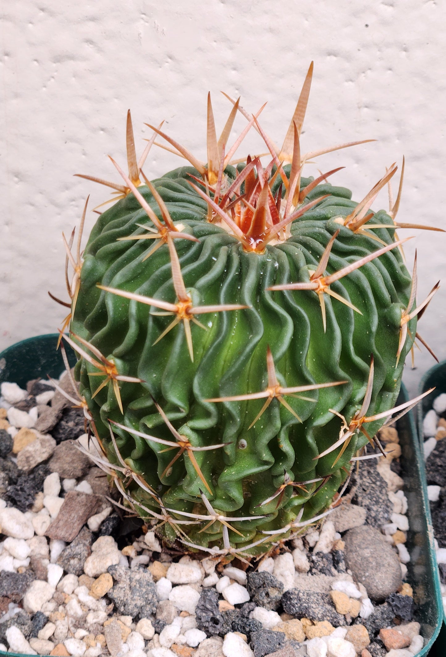 Stenocactus Phylacanthus