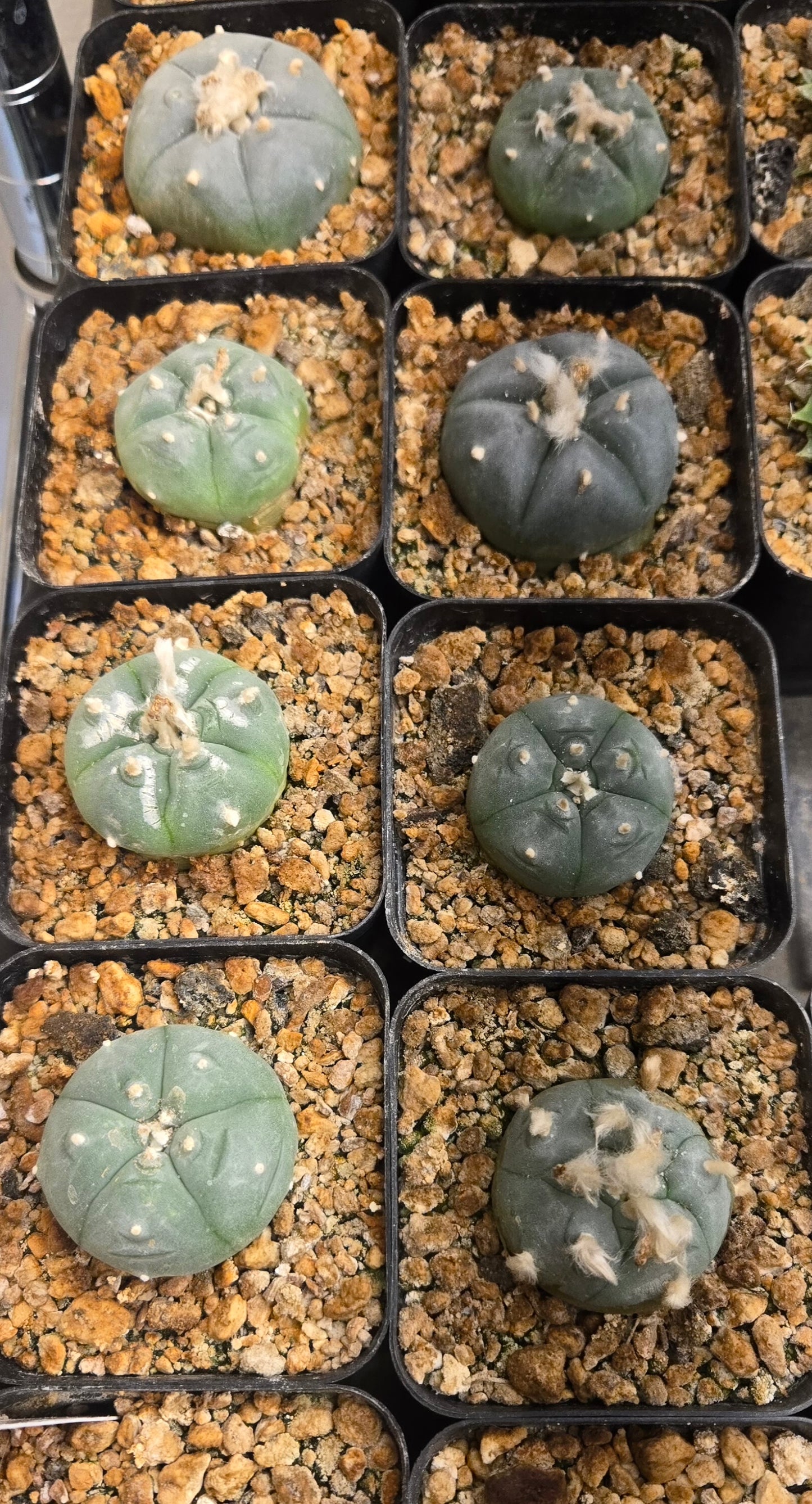 LW Huazachie - Rooted Offset