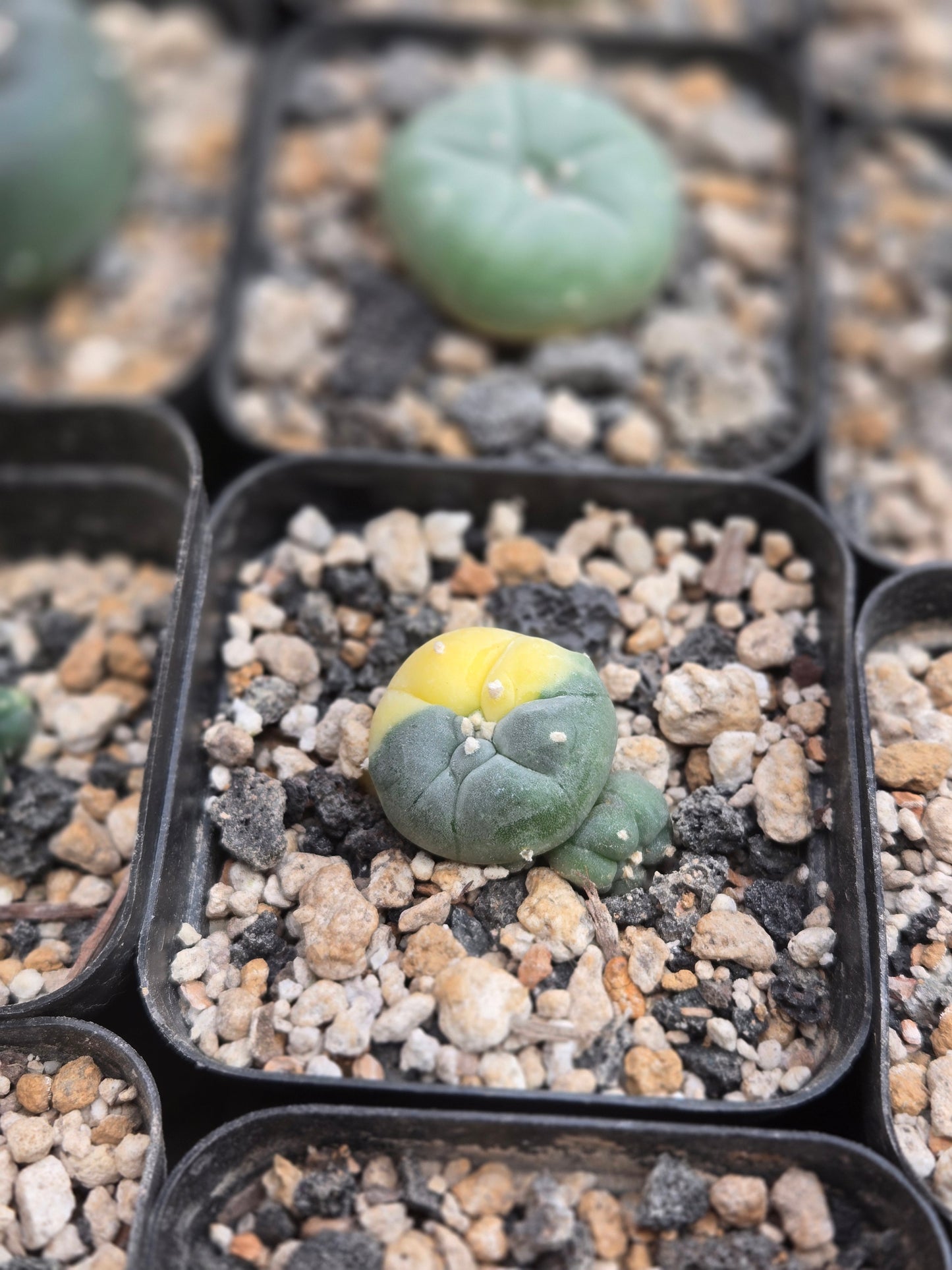 Variegated LW - Small cluster