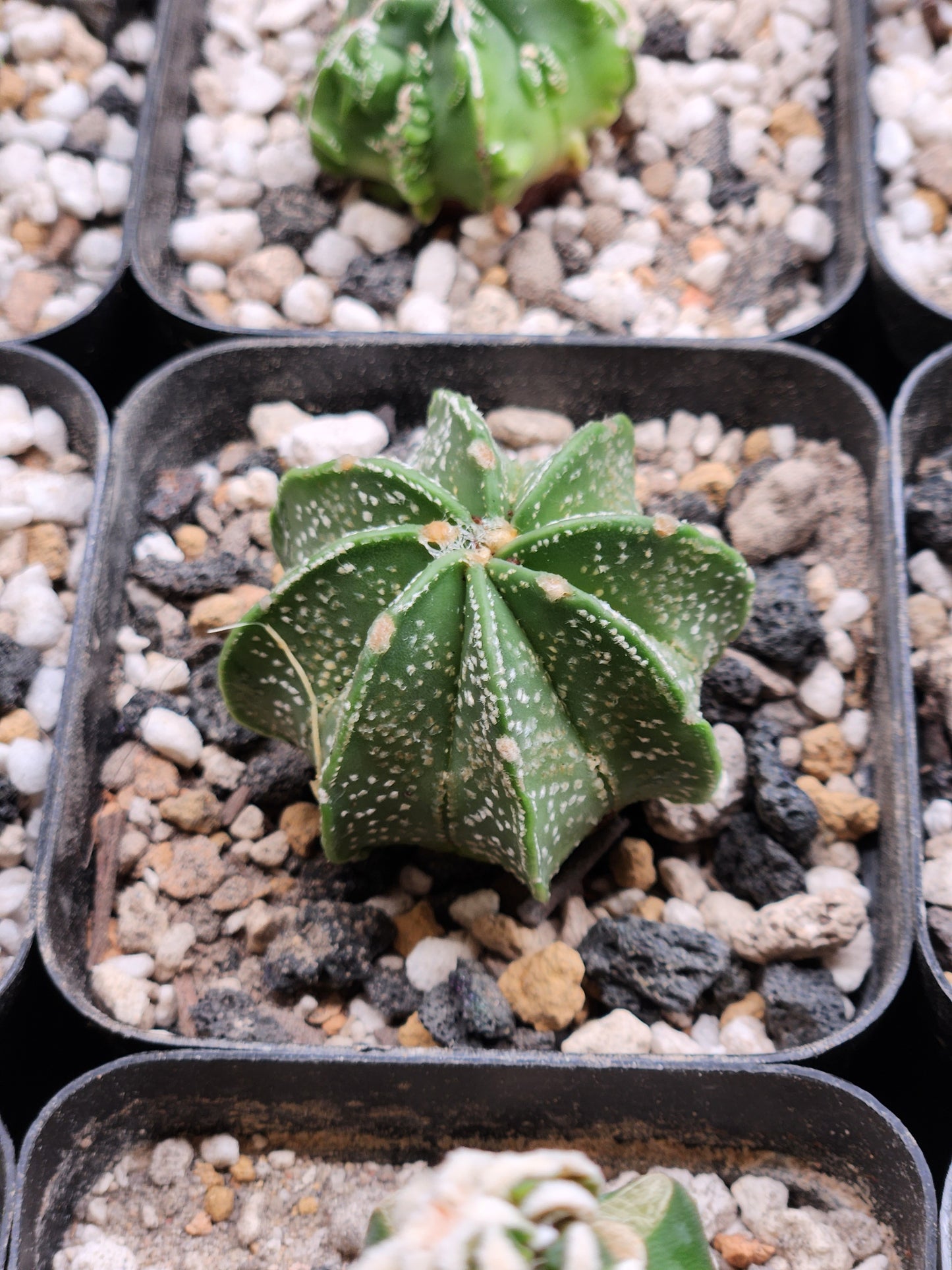 Astrophytum Capricorn - Medium