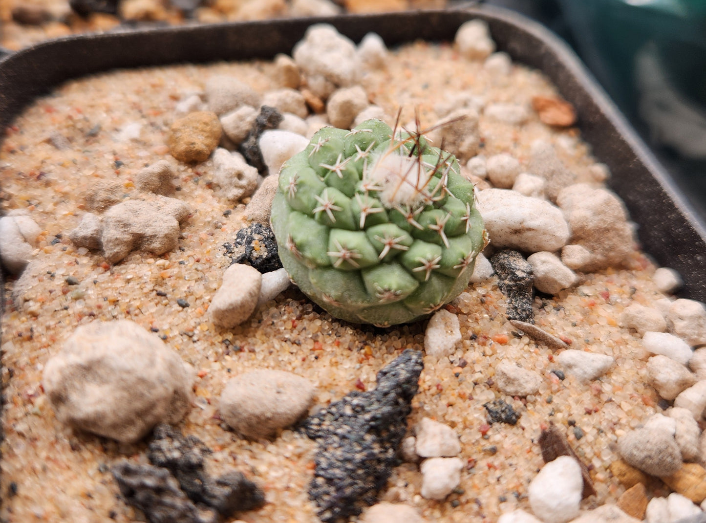 Strombocactus Discinformis- Small