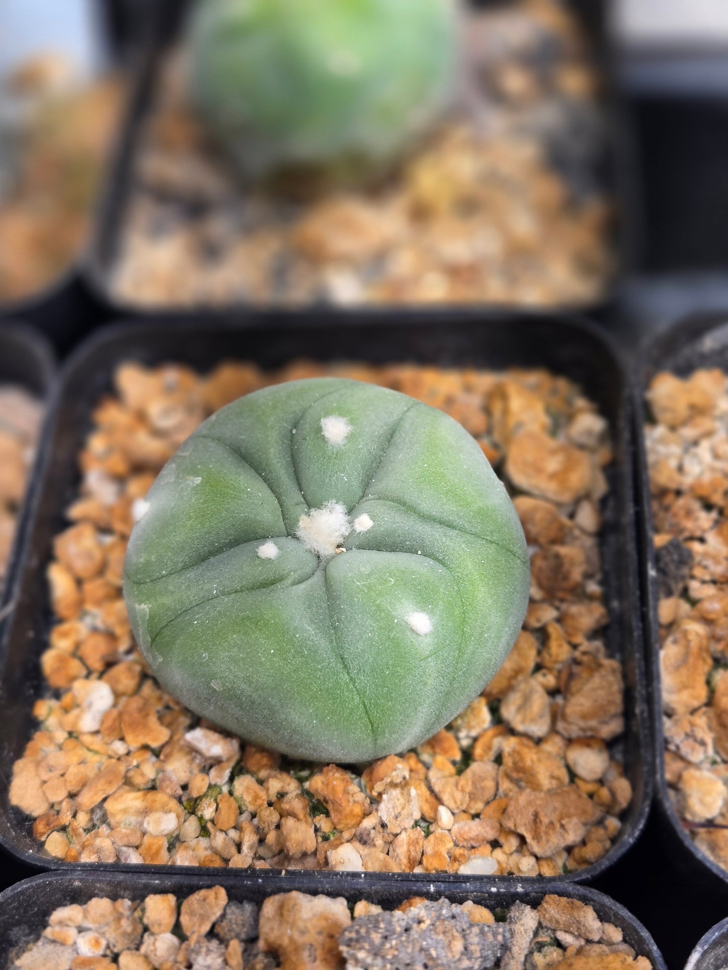 Lophophora Diffusa- medium