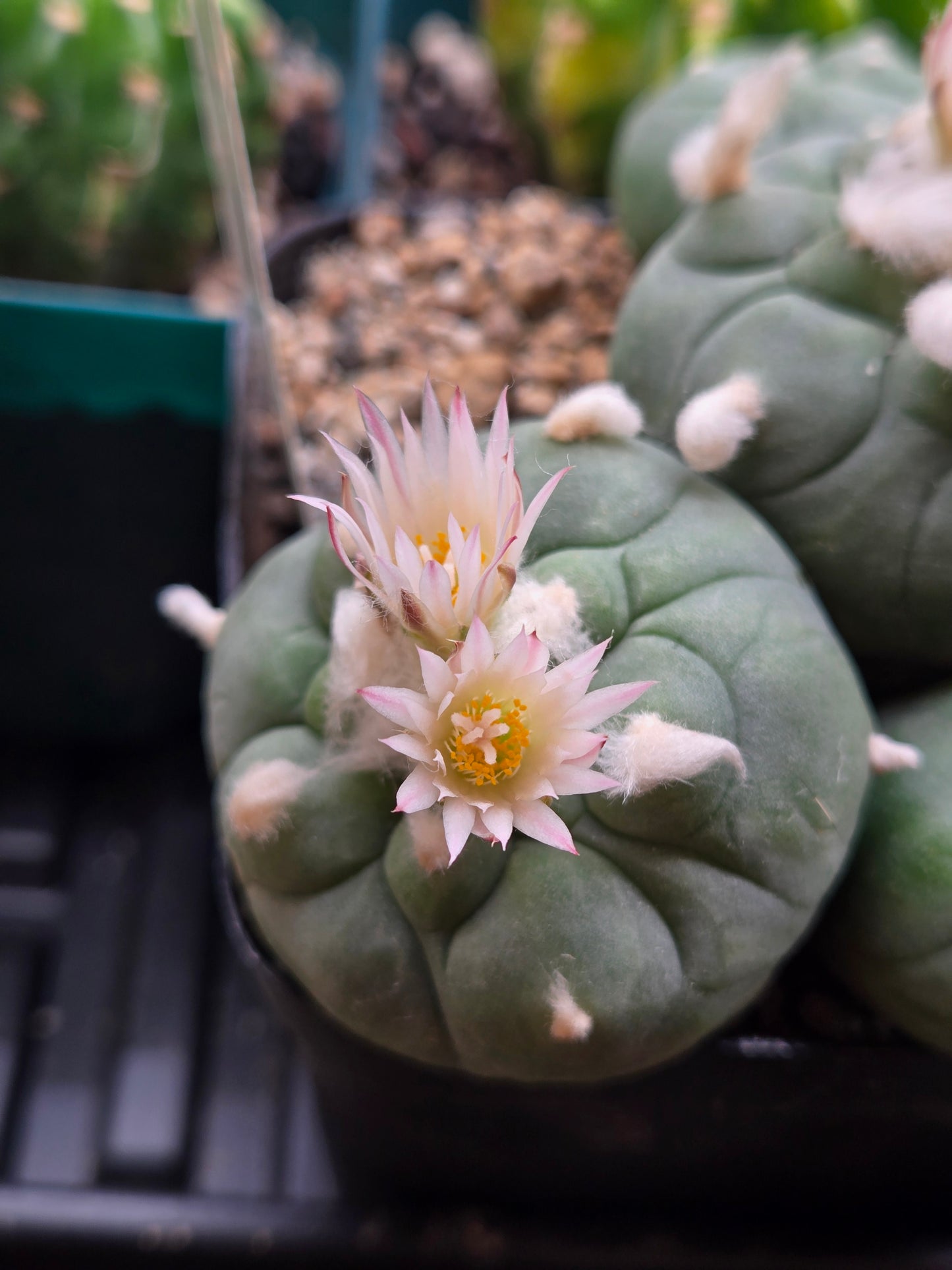 Lophophora Koehressi- XL Multiple blooming heads