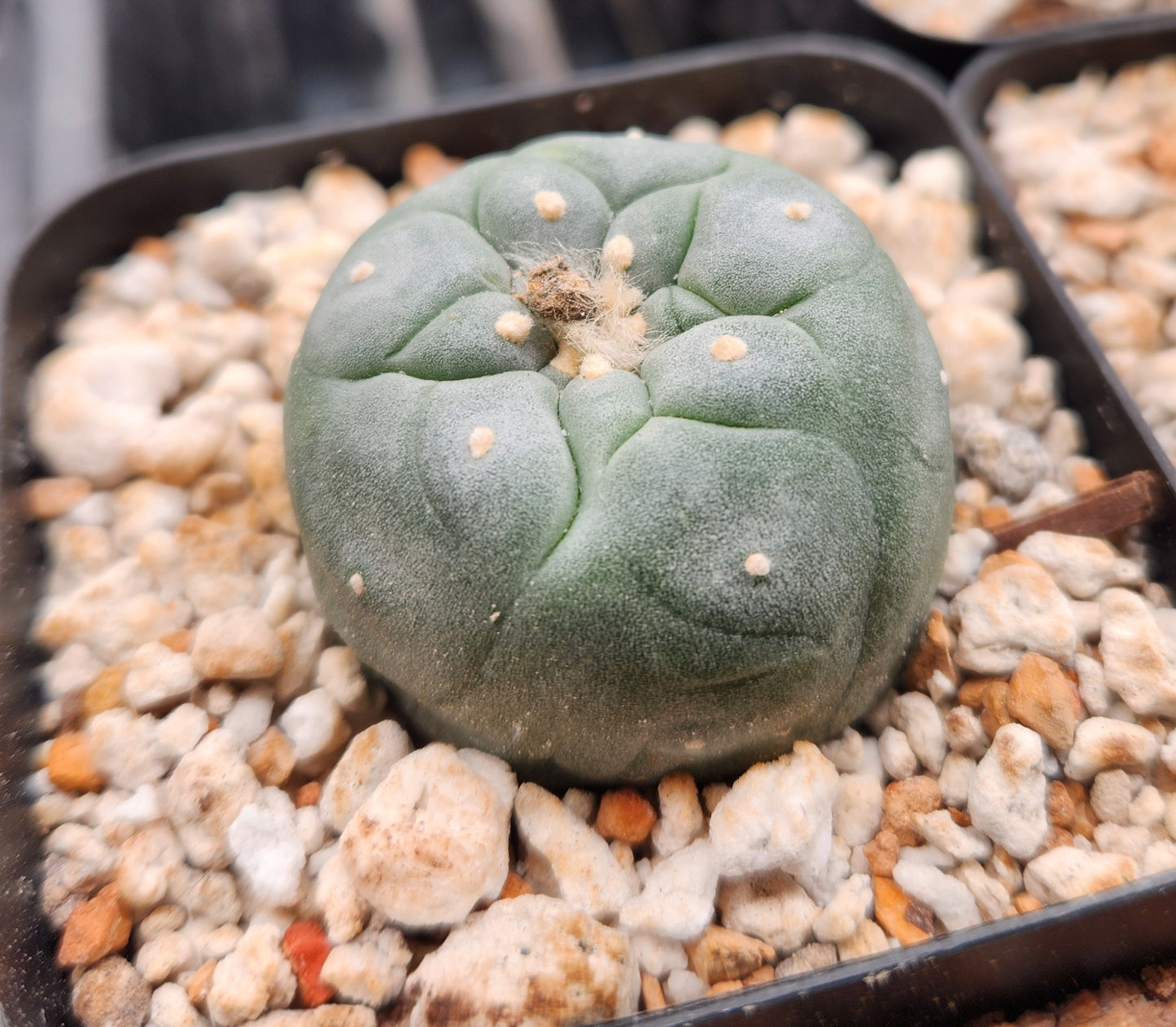 Bargain Bin Lophophora Fricii (1)