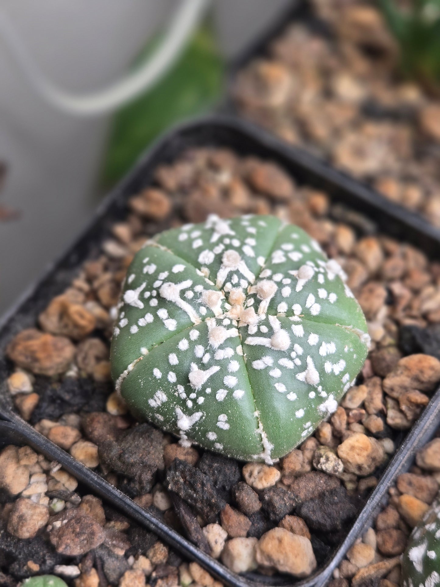 Astrophytum Asterias - V Type