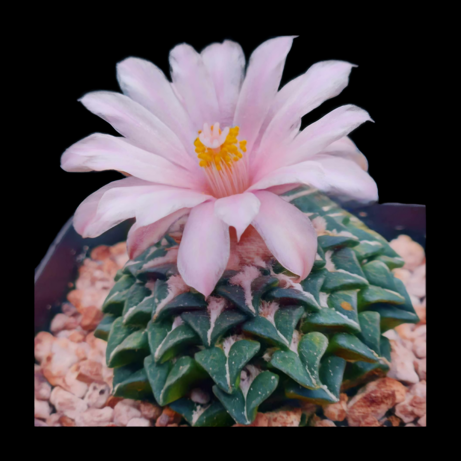 Ariocarpus