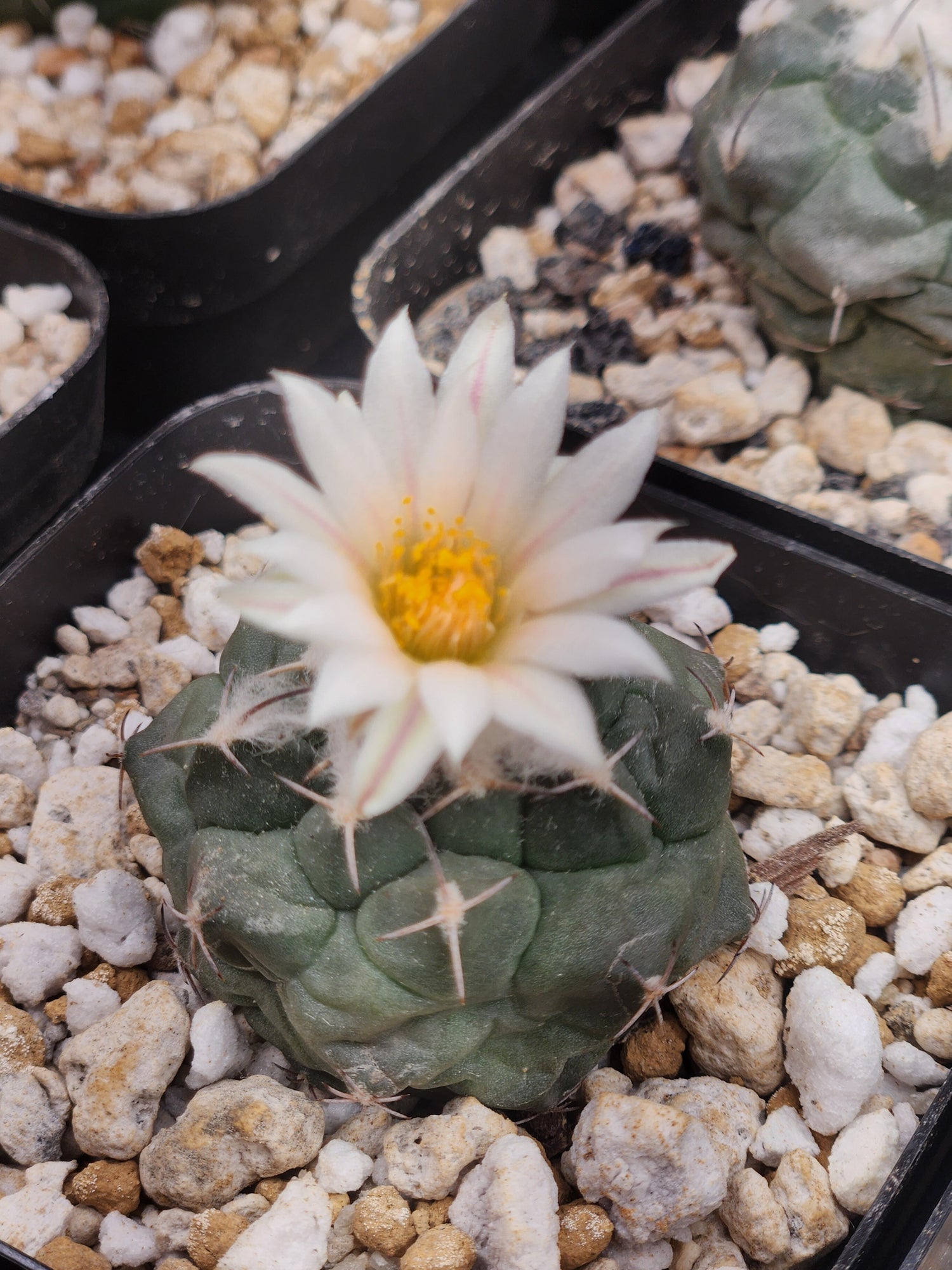 Turbinicarpus