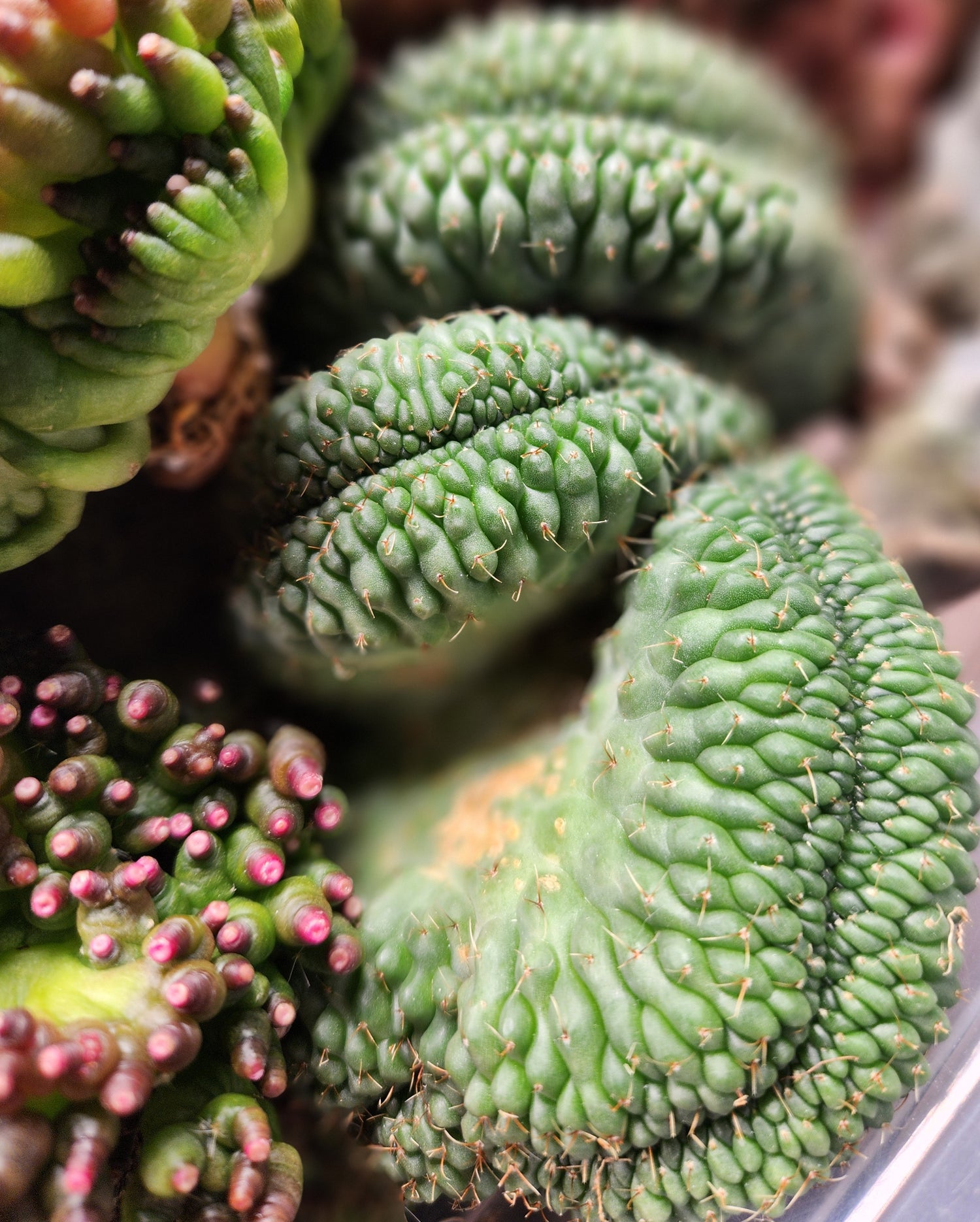 Crested/Monstrose/Variegated
