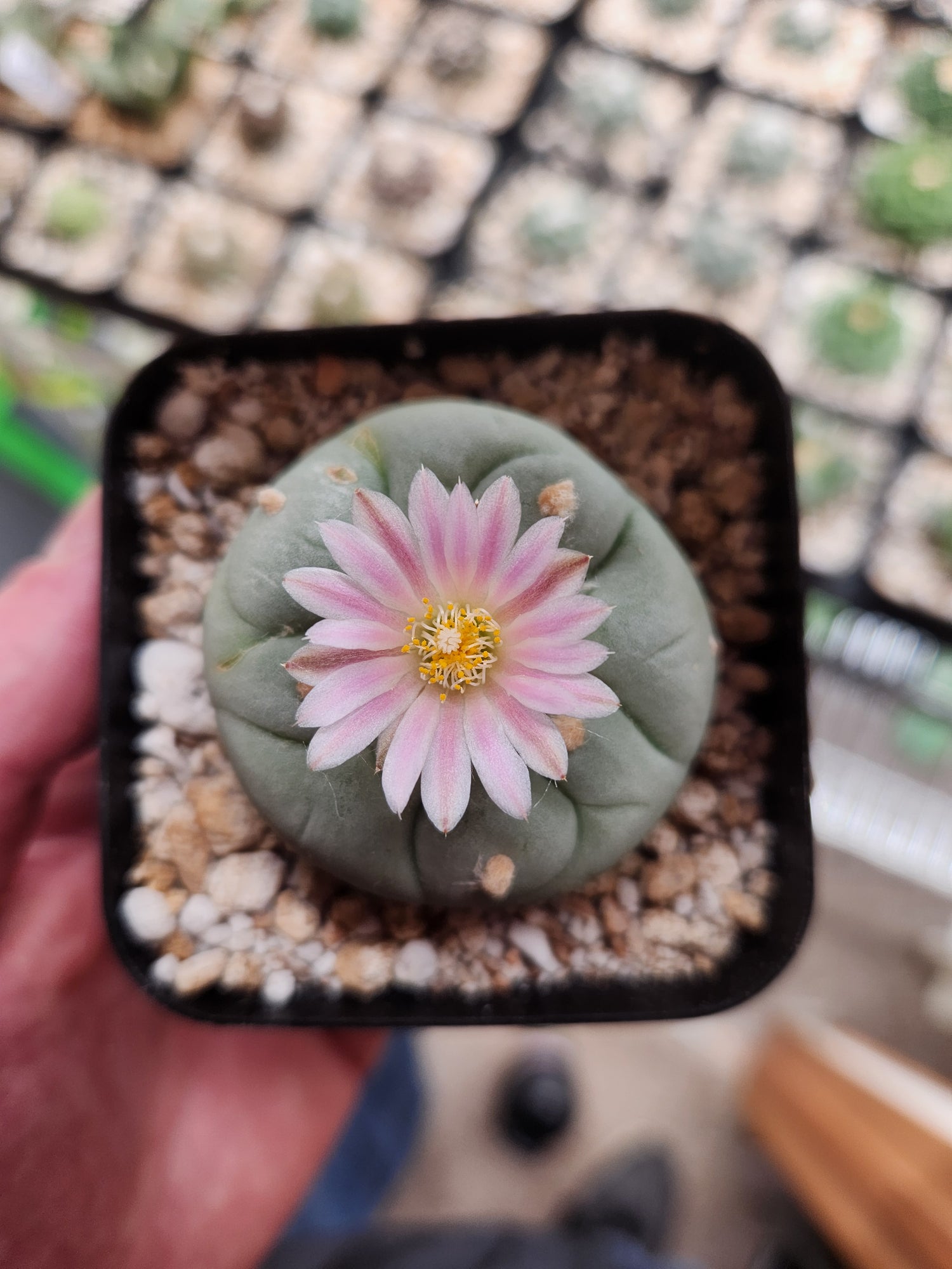 Lophophora