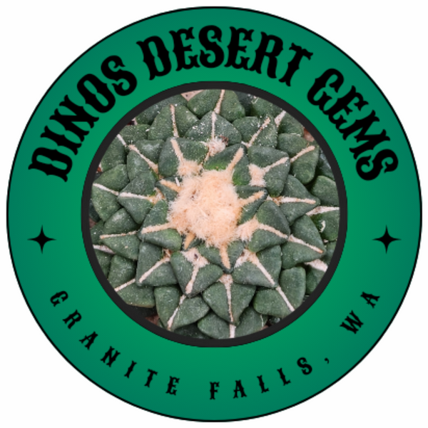 Dinos Desert Gems 