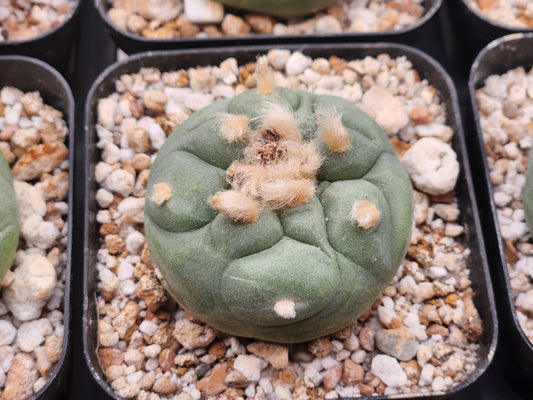 Lophophora Fricii cv Ooibo - 2"+ seed grown