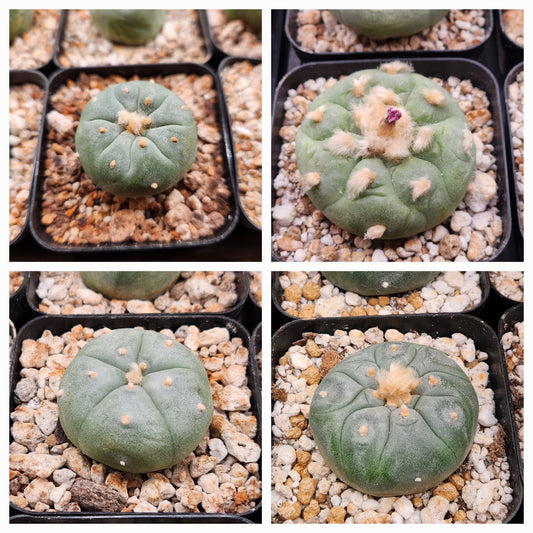 Lophophora Bundle