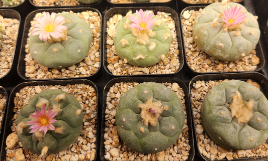 Seeds - Lophophora Fricii cv. Ooibo