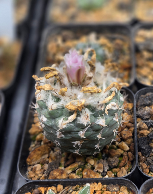Turbinicarpus Lophophoroids