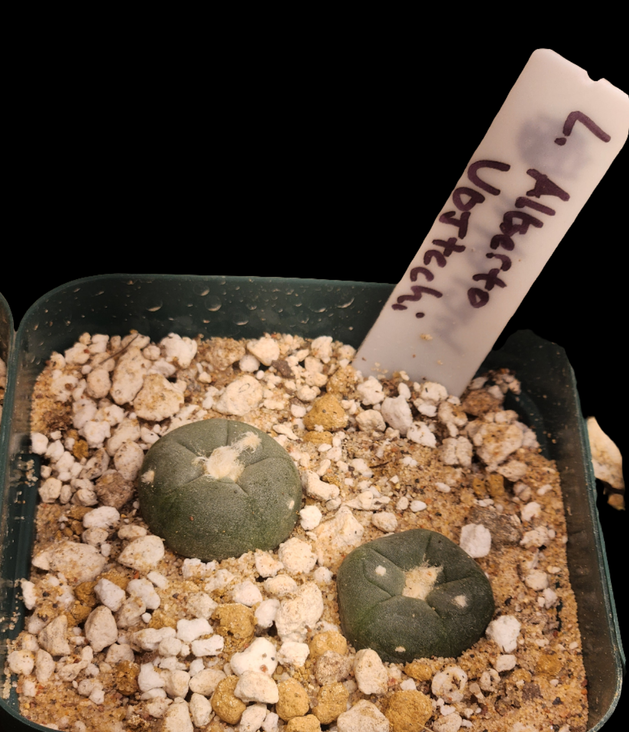 Lophophora Alberto Vojtechi