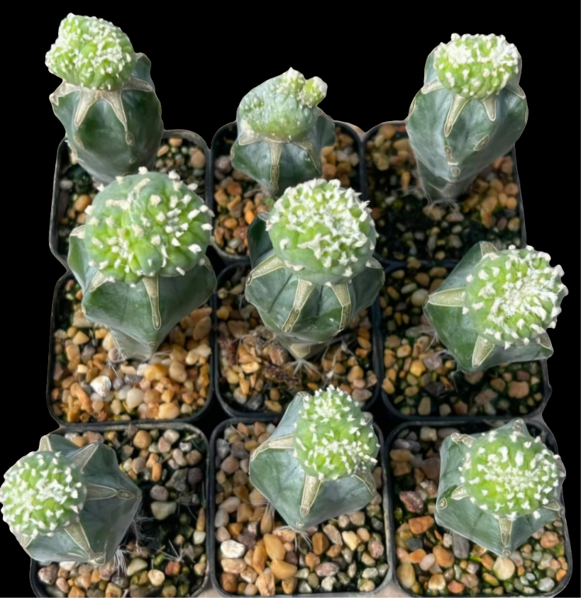 Lophophora Fricii crest - Graft (stenocereus)