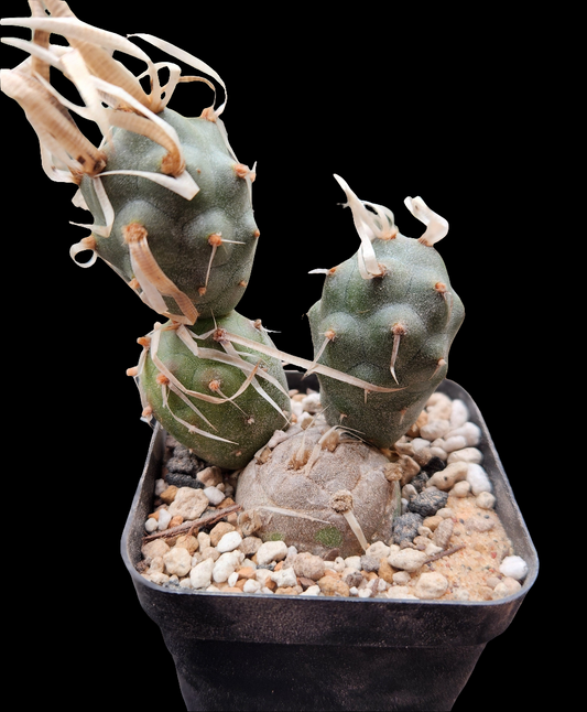 Tephrocactus Articulatus - medium