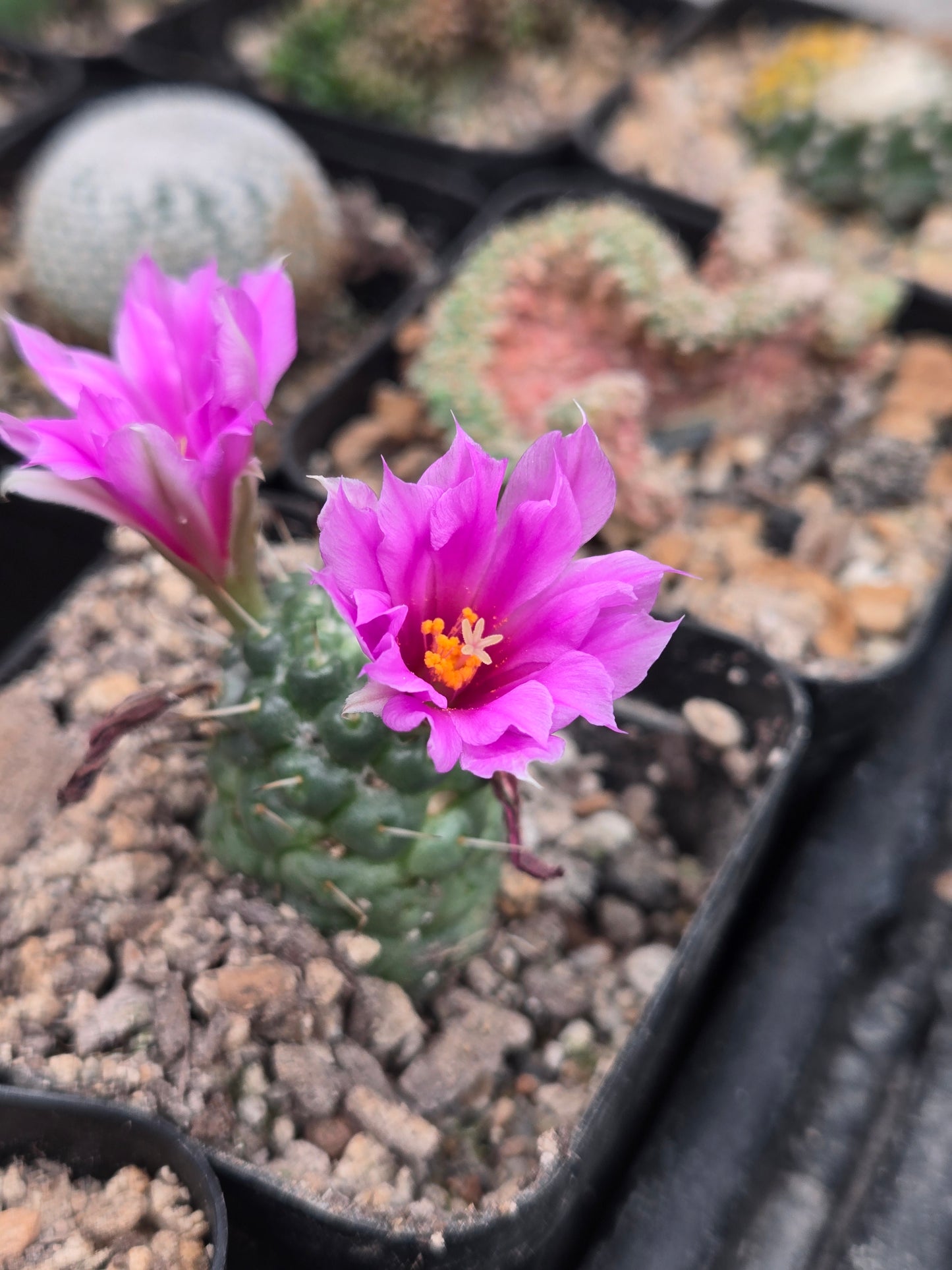 Mammilaria Schumanii
