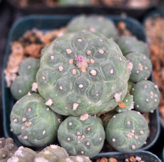 Lophophora Fricii Ceaspitosa