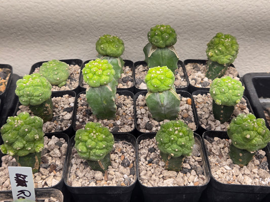 Lophophora Fricii cv Ooibo Lizard skin (graft on stenocereus)