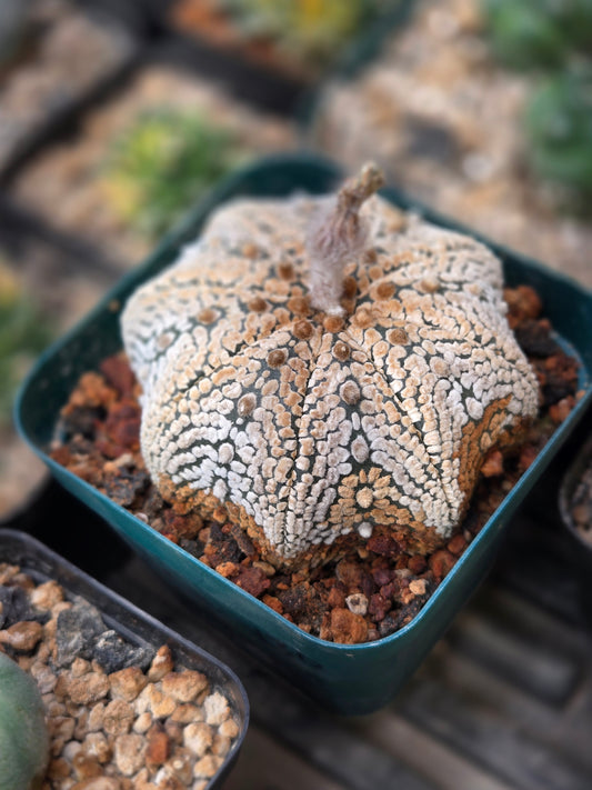 Astrophytum Asterias - Super Kobuto Star type