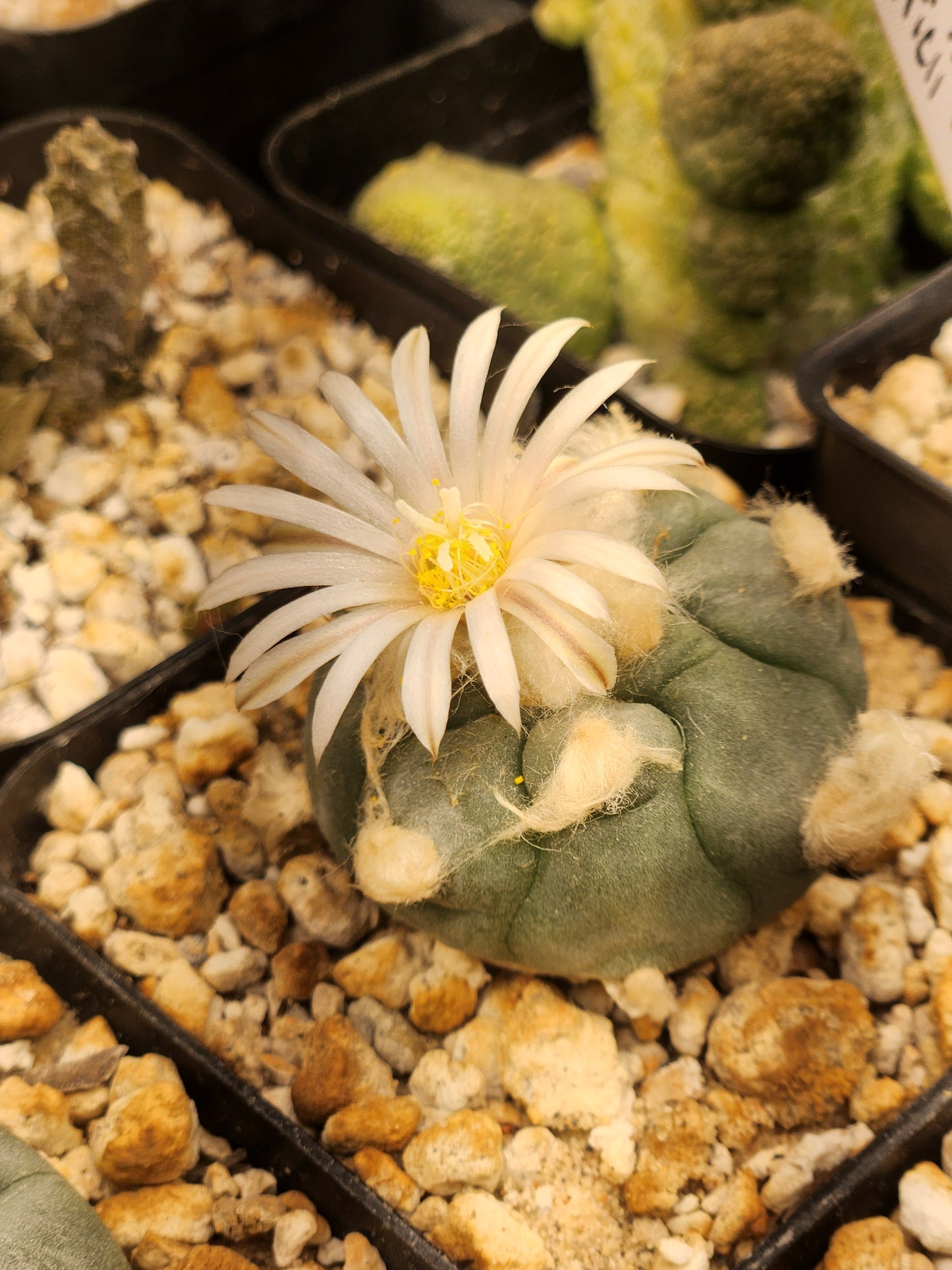 Seeds - Lophophora Koehressi