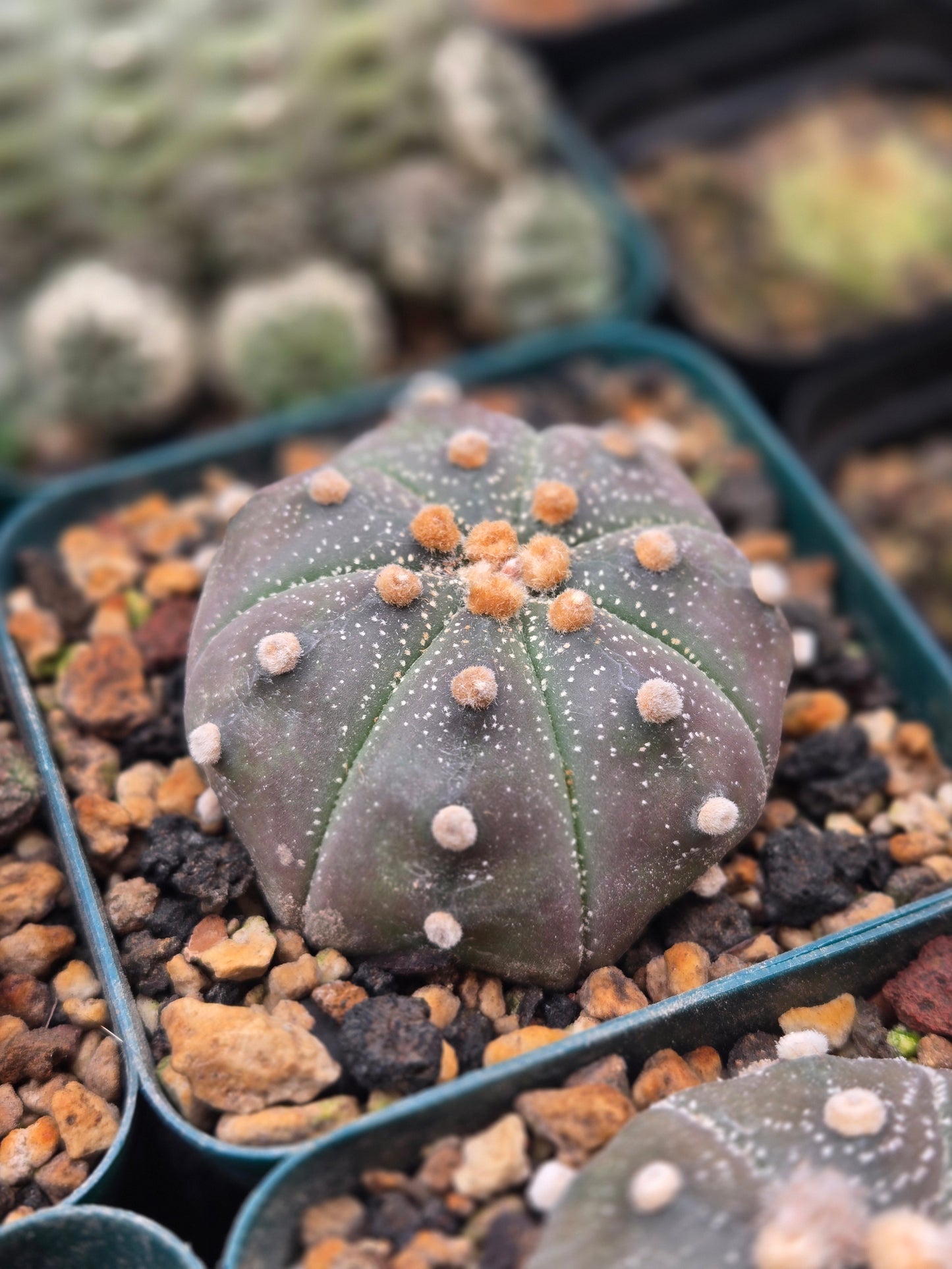 Astrophytum Asterias - 2.25"+