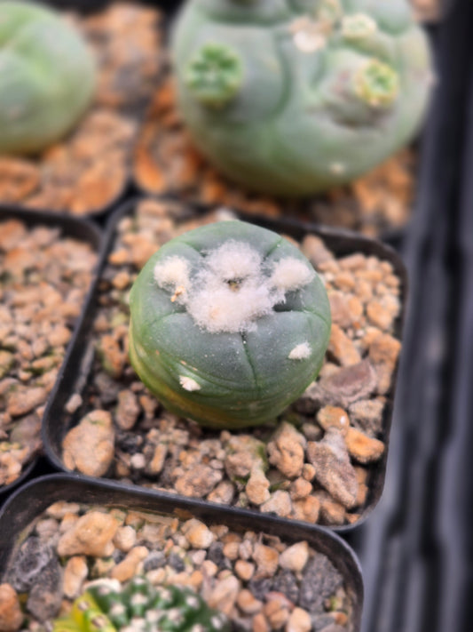 Lophophora Alberto Vojtechi - XL