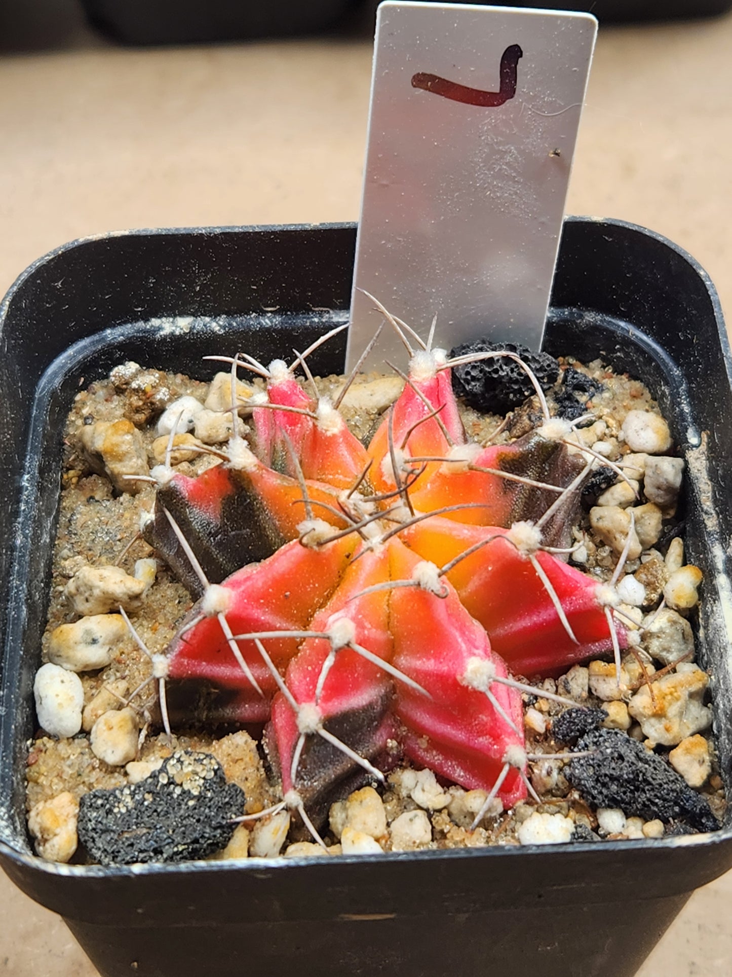 Variegated Gymnocalcyium Mihanovichii #7