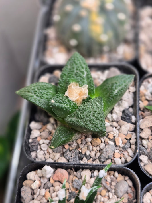 Ariocarpus Fissuratus cv. Godzilla