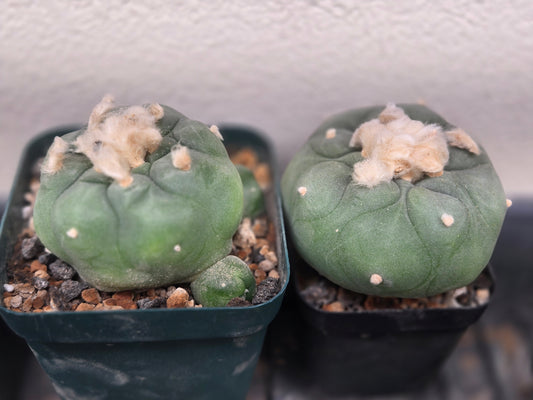 Lophophora Diffusa - Large