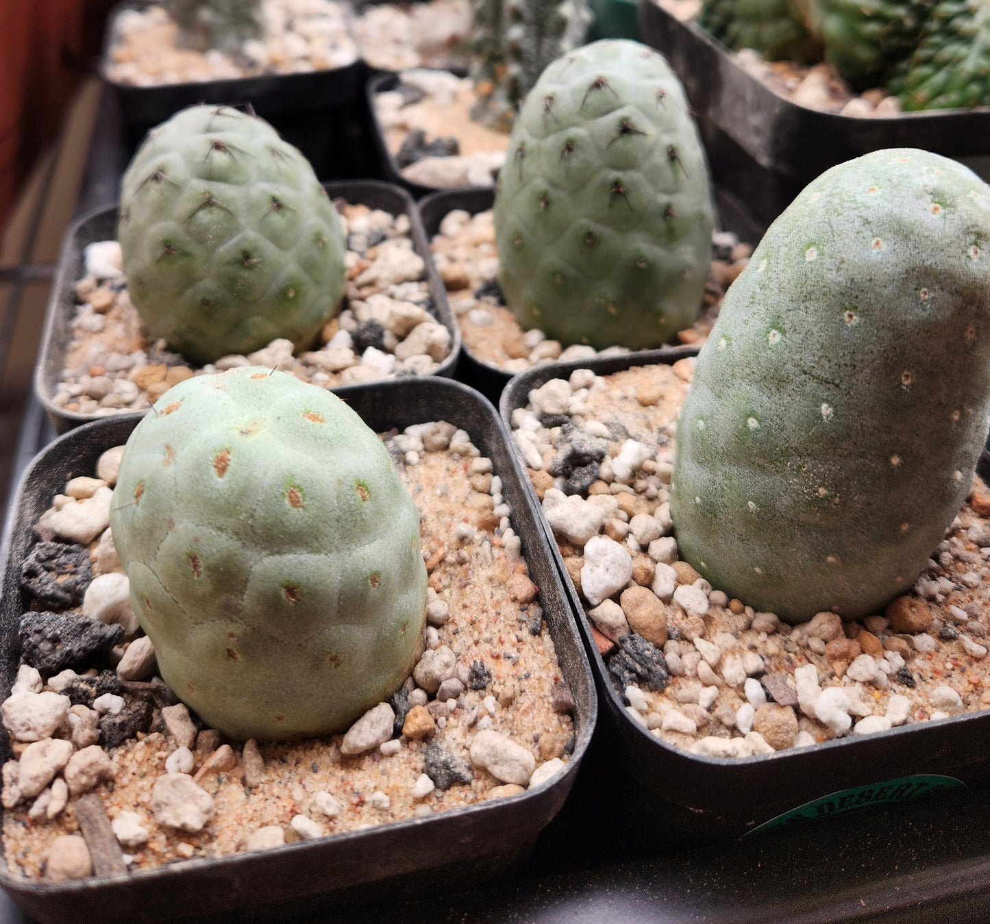 Tephrocactus Geometricus